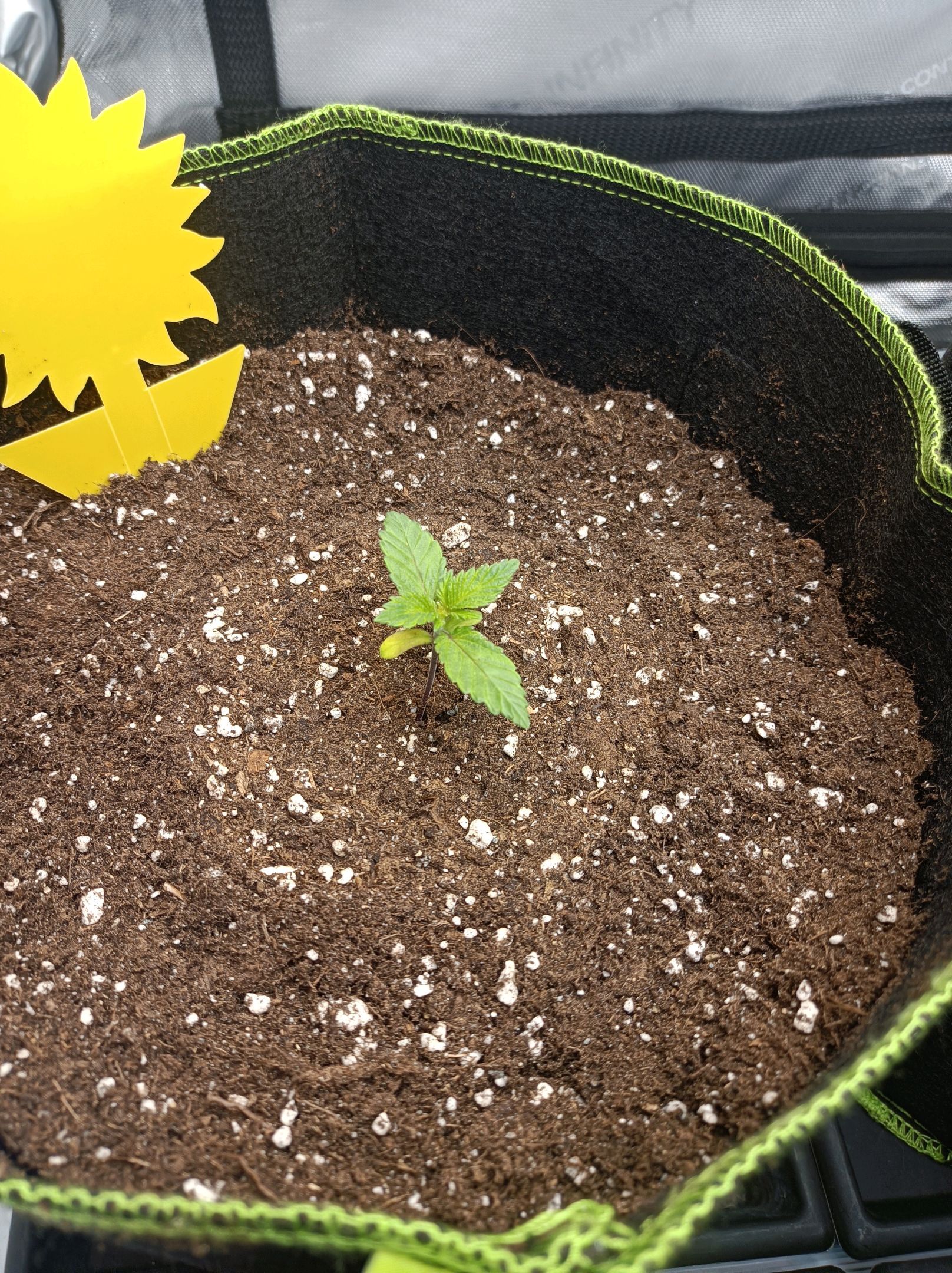 White Widow growlog photo 36