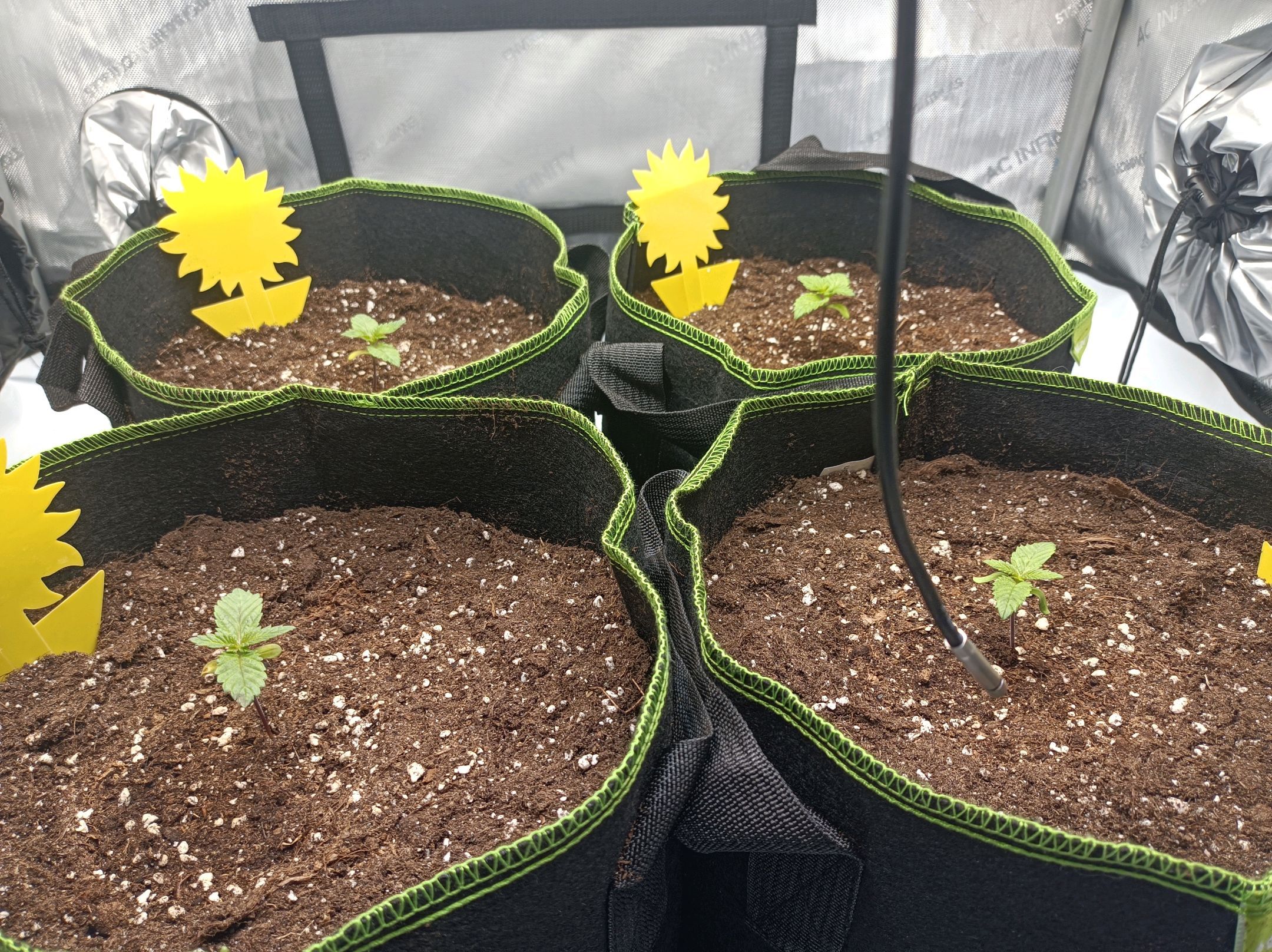 White Widow growlog photo 37