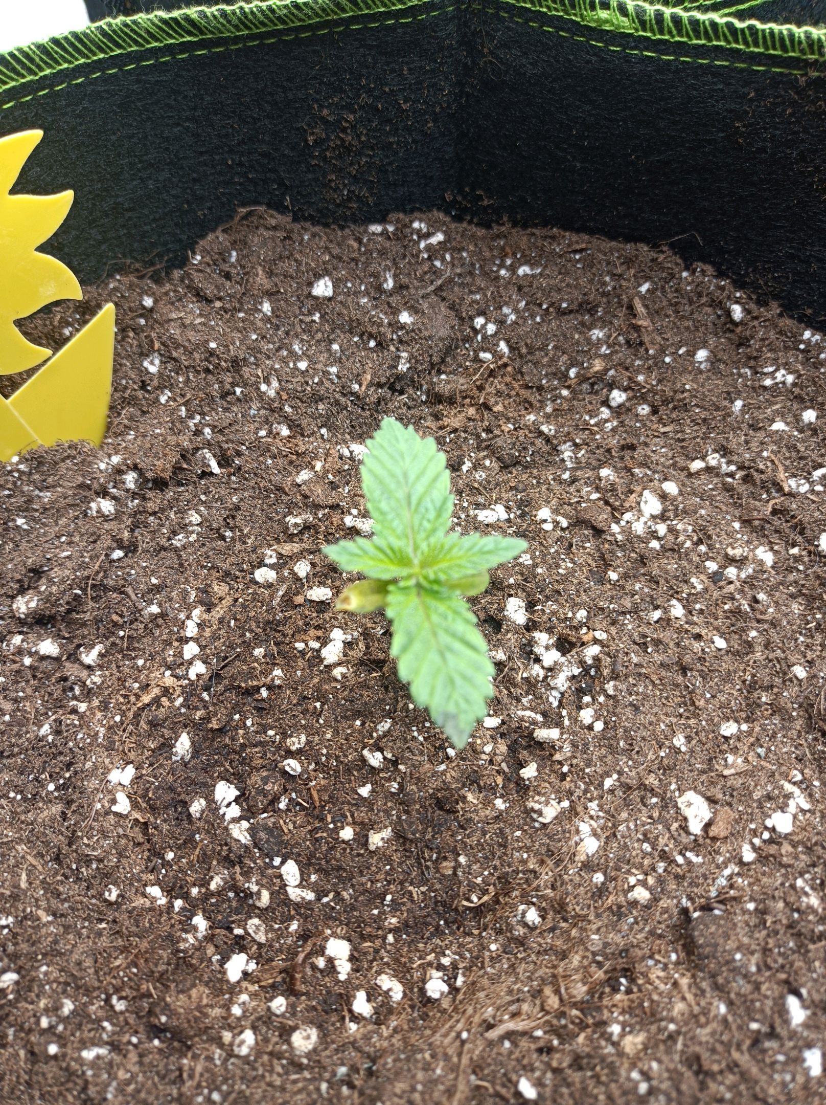 White Widow growlog photo 38