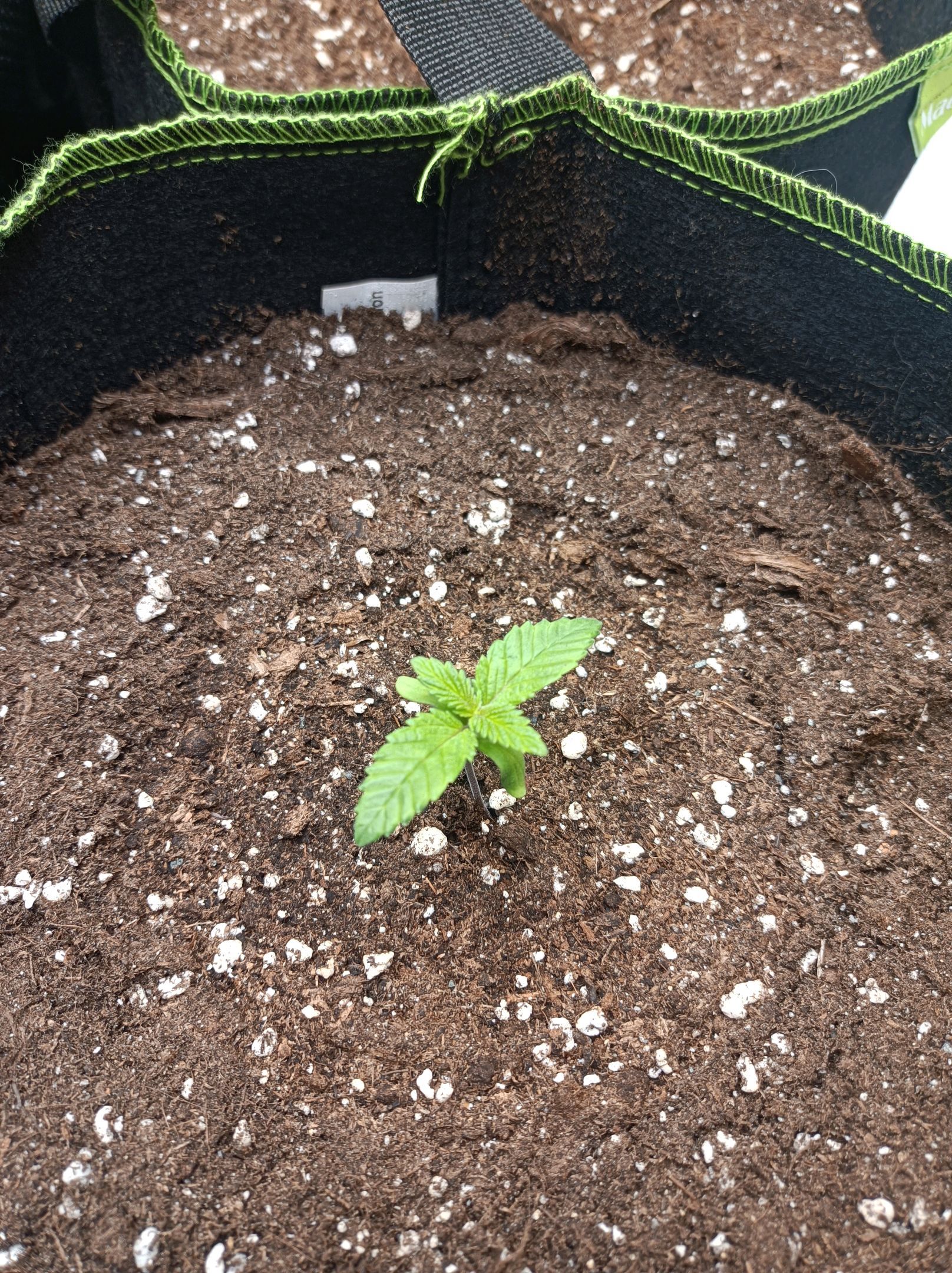 White Widow growlog photo 39