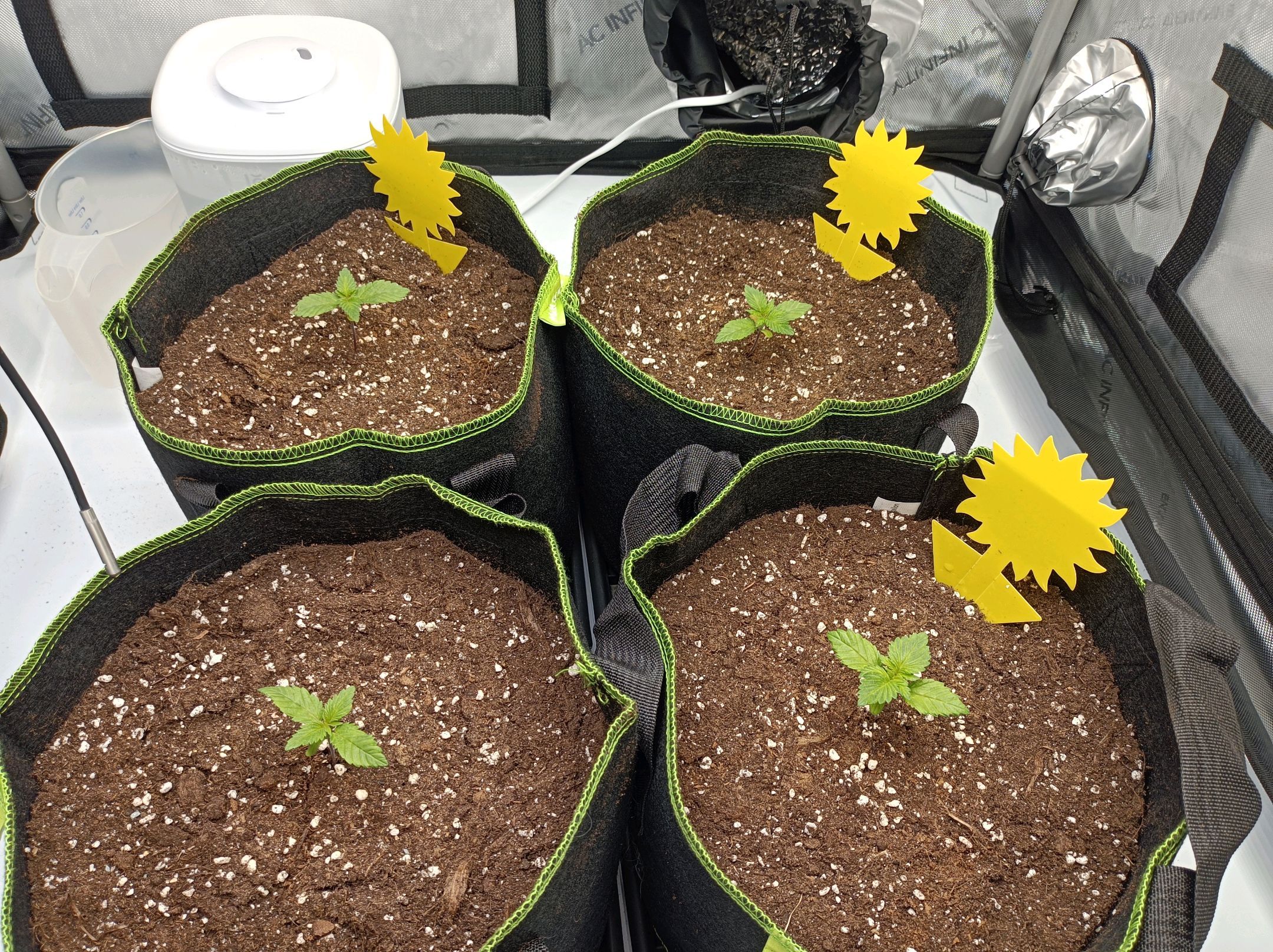 White Widow growlog photo 42