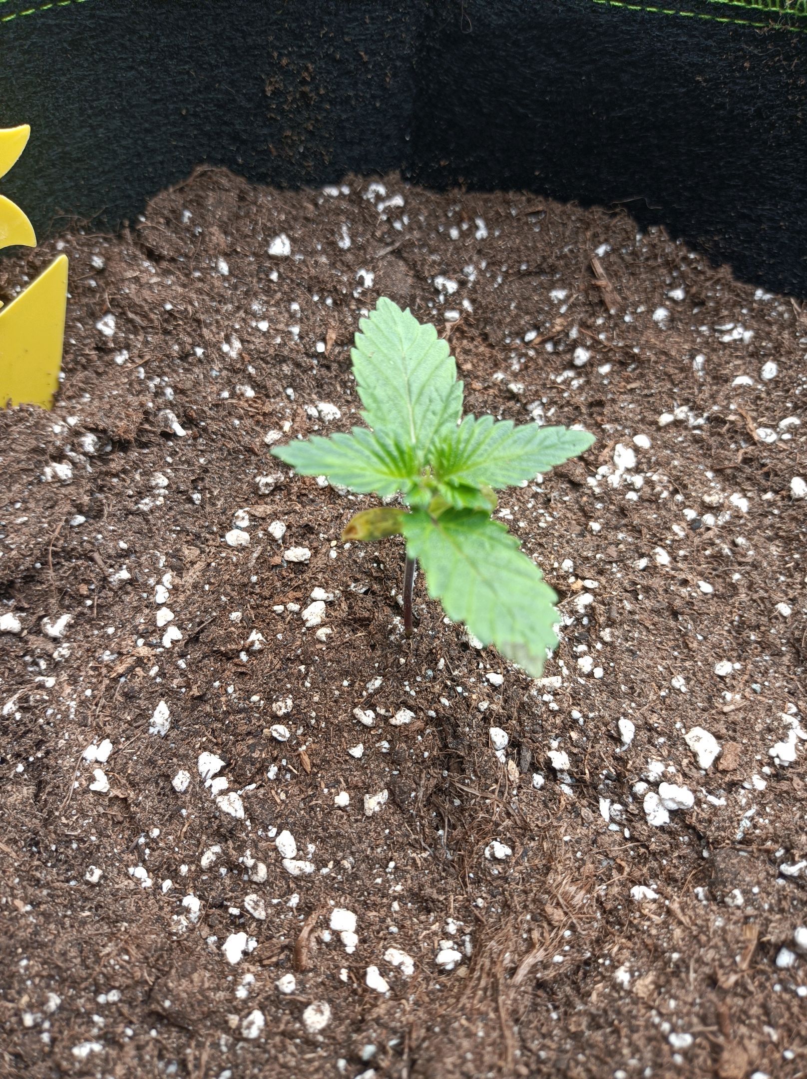 White Widow growlog photo 40