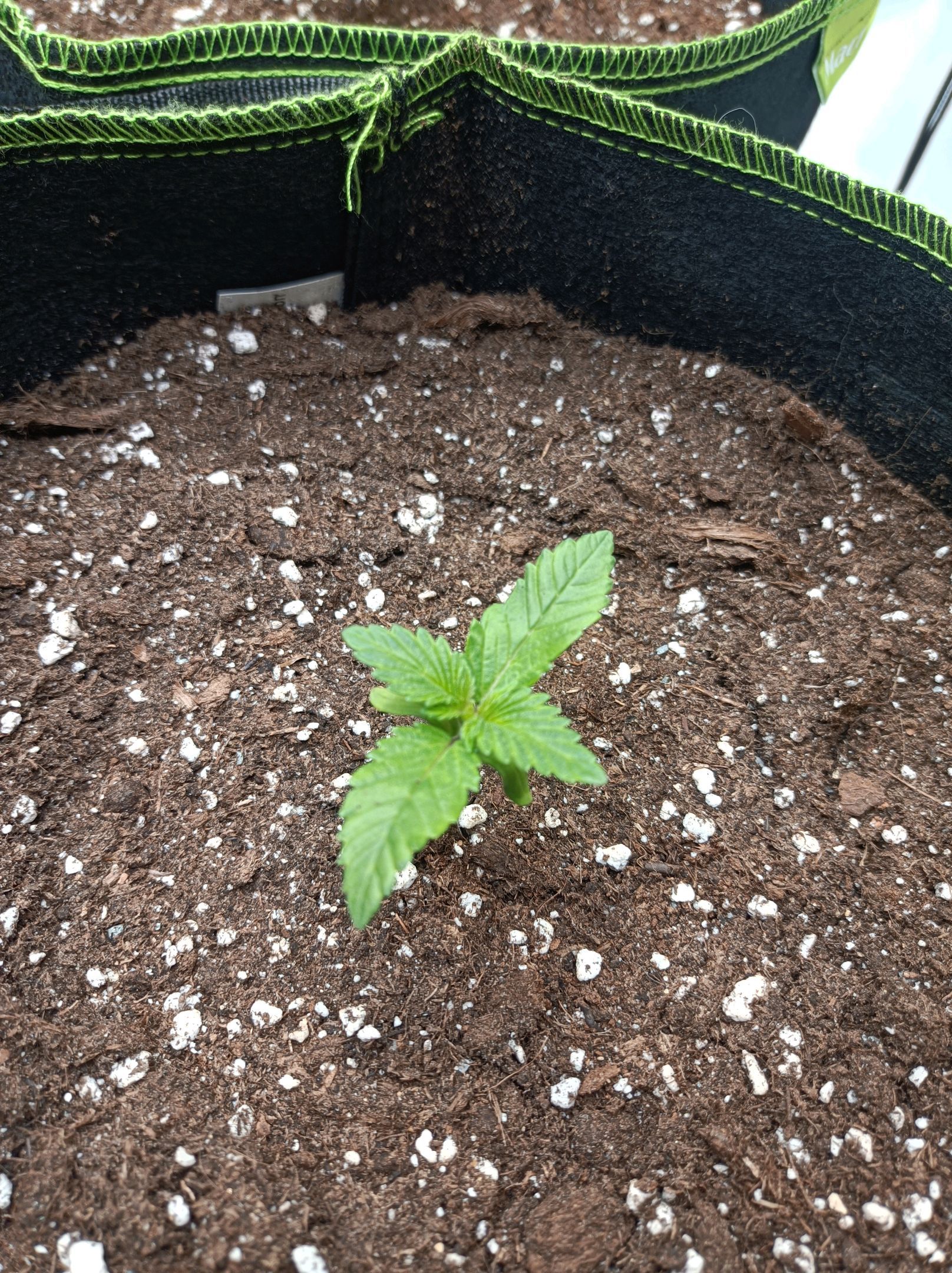 White Widow growlog photo 41