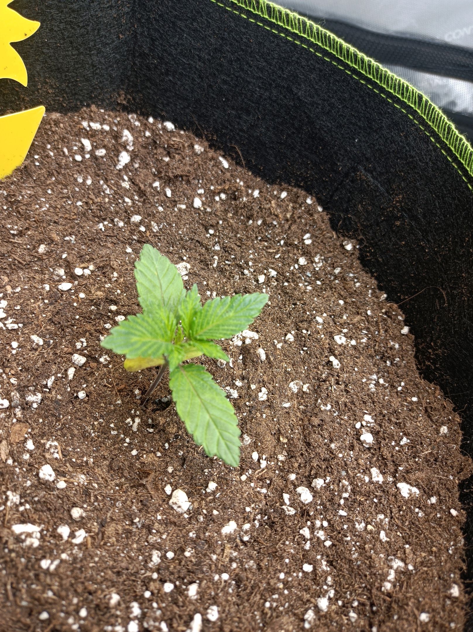 White Widow growlog photo 43