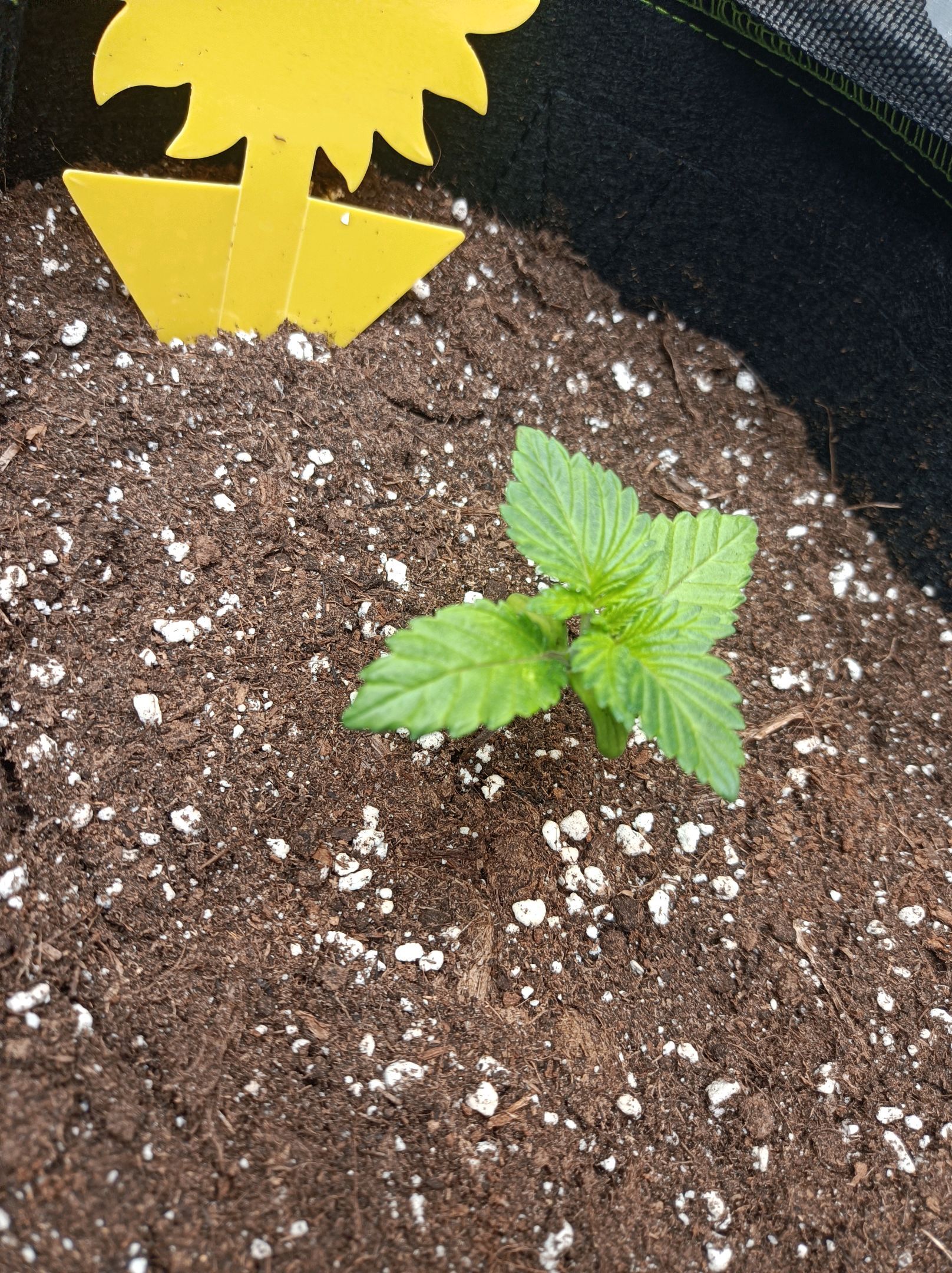 White Widow growlog photo 44