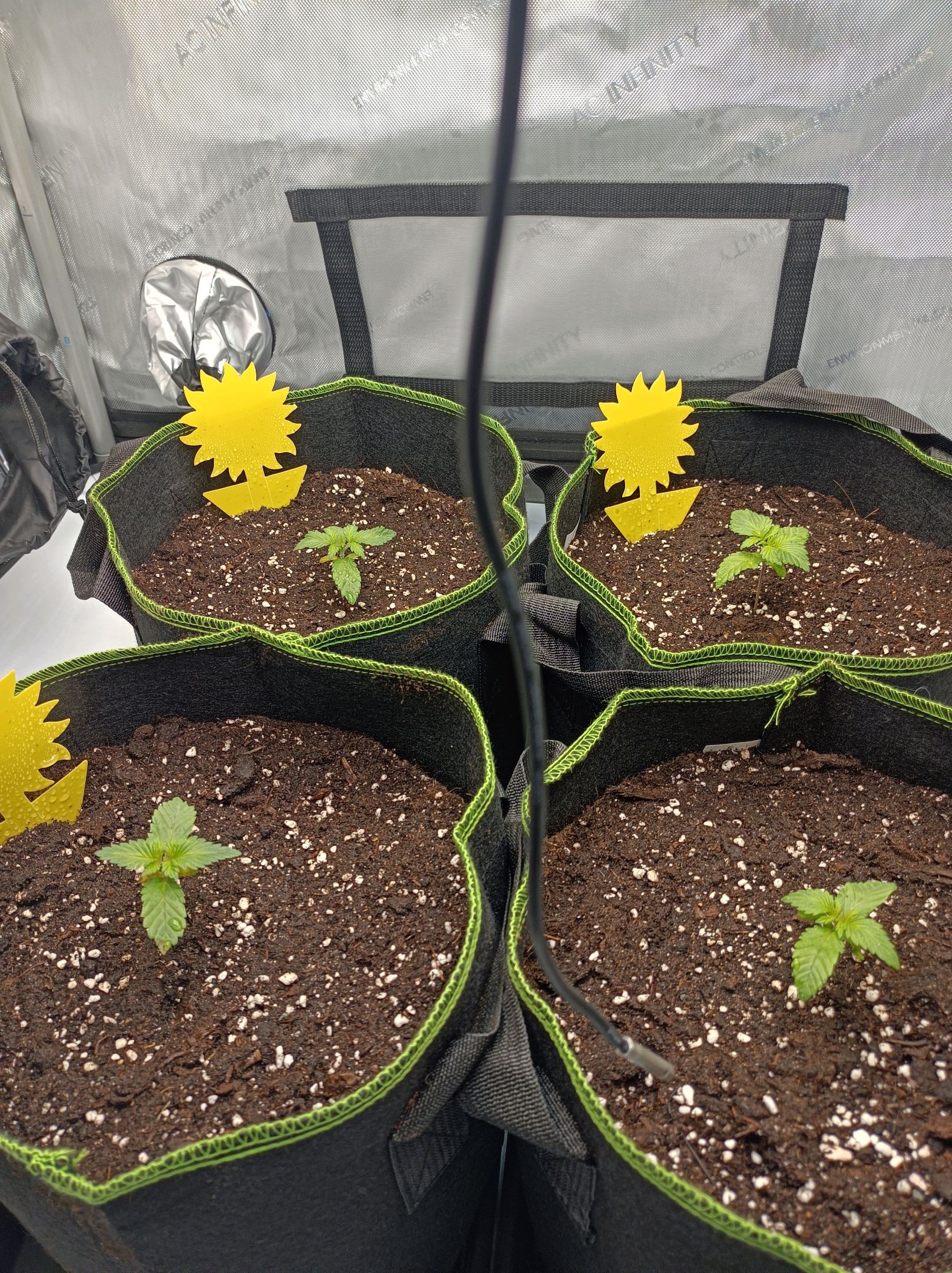 White Widow growlog photo 46