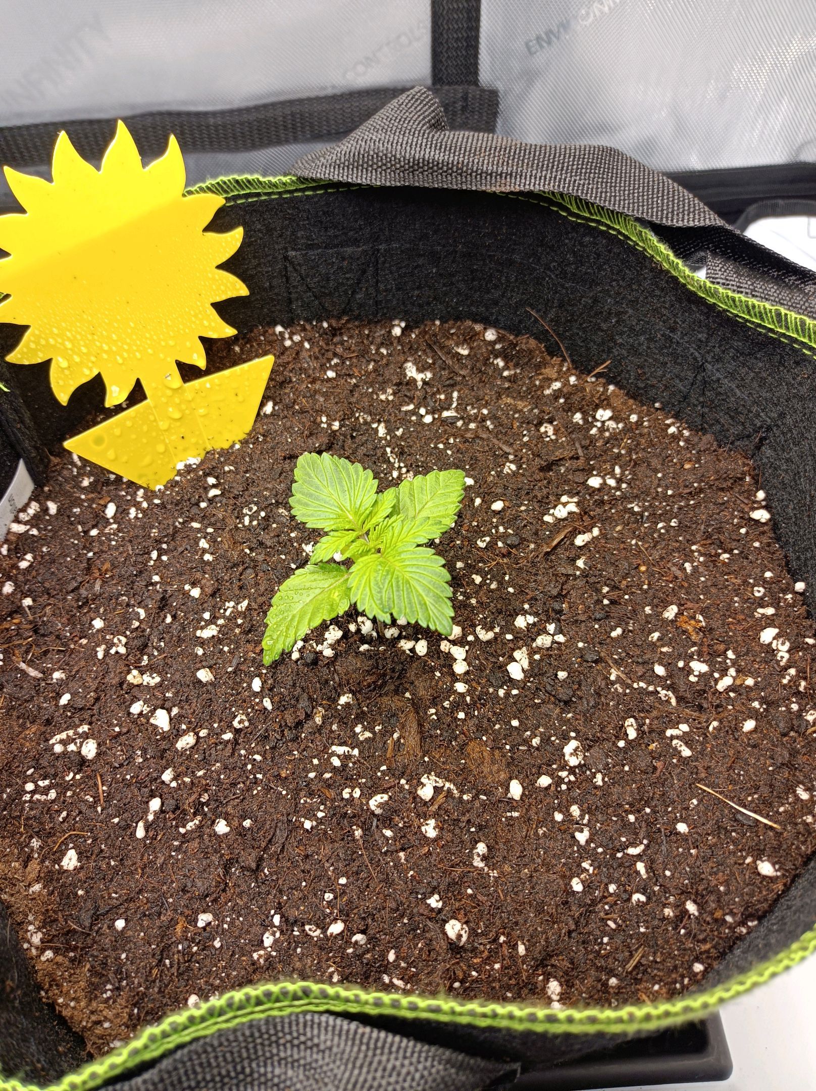 White Widow growlog photo 45