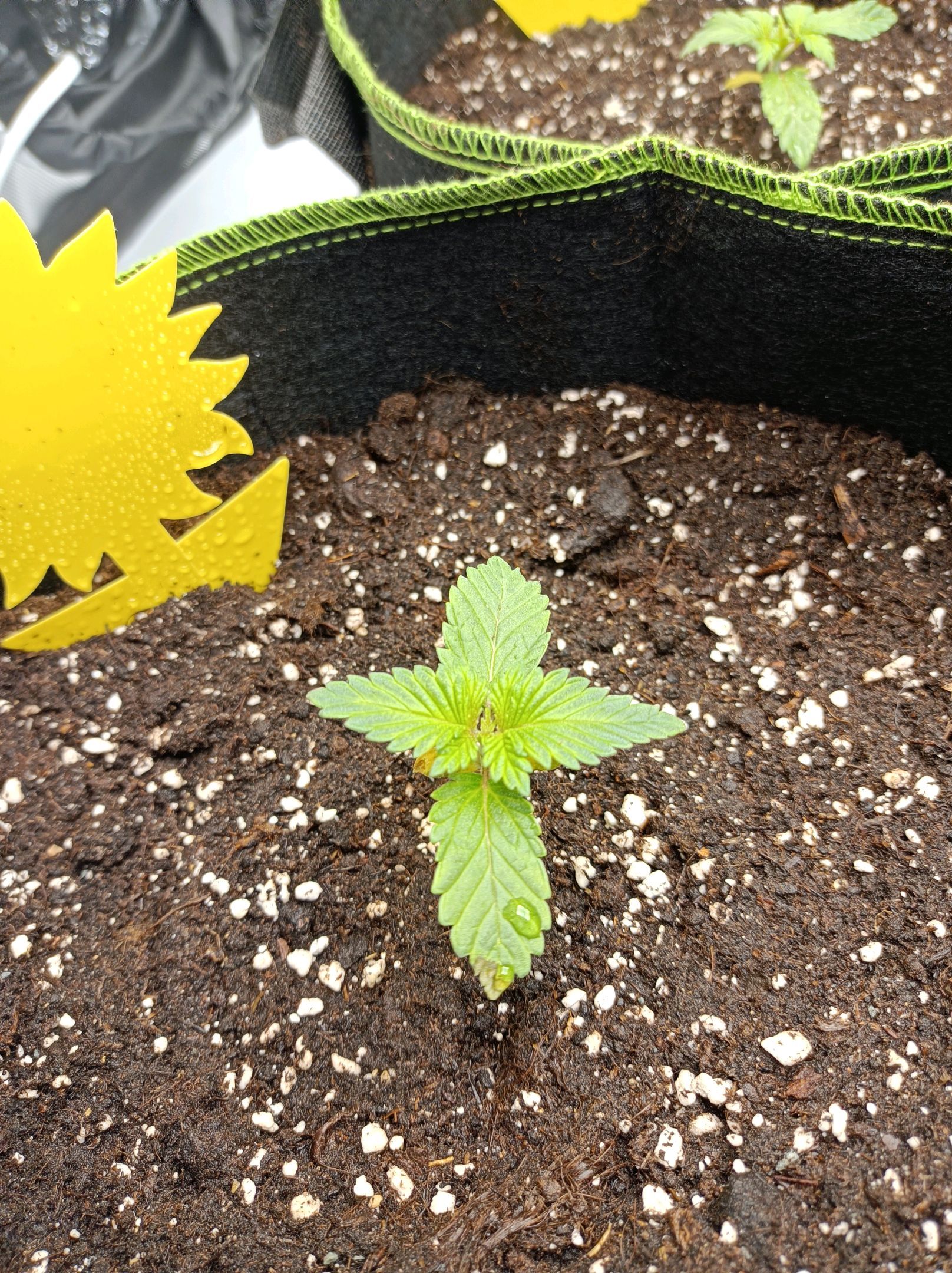 White Widow growlog photo 47