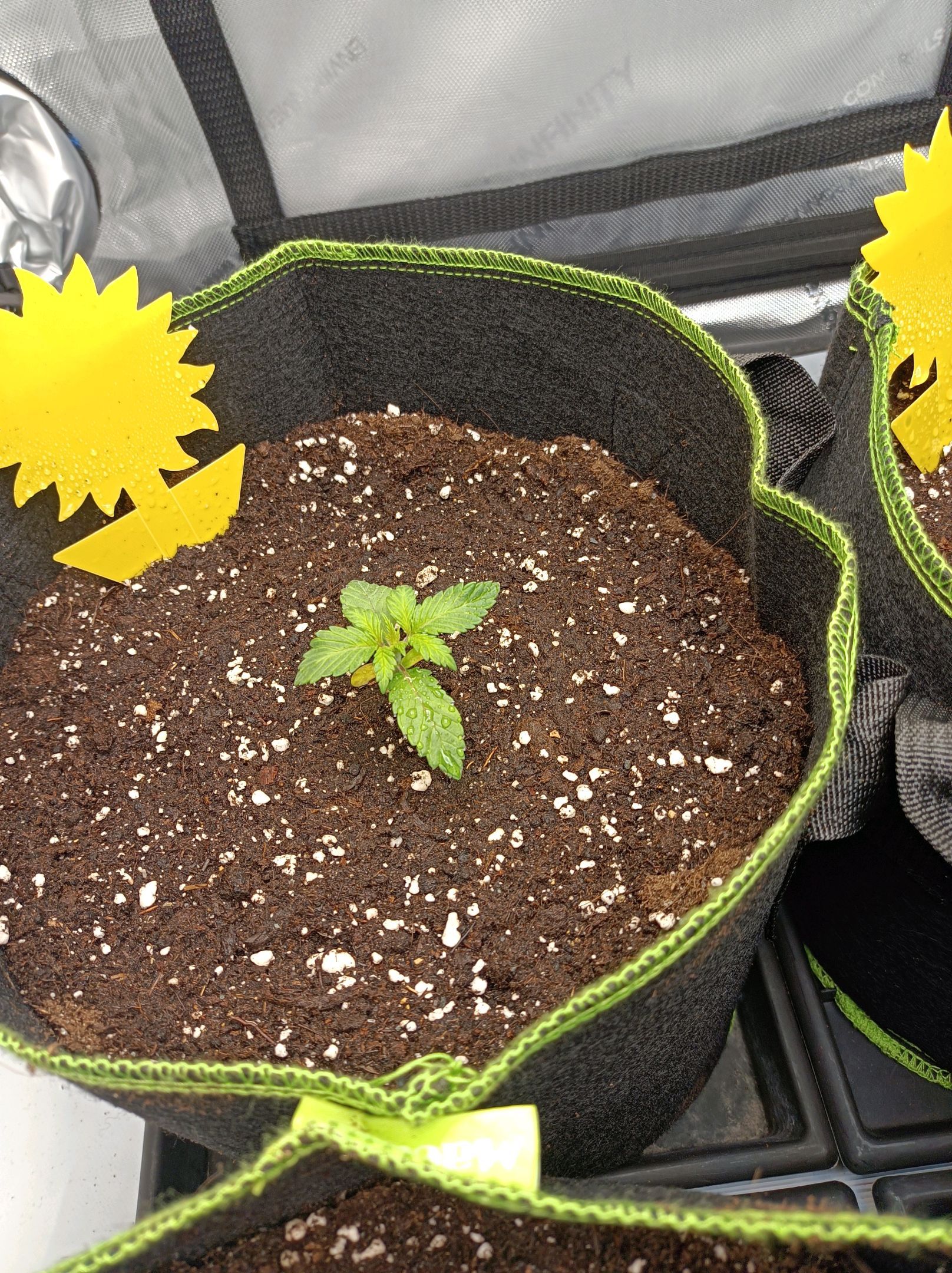 White Widow growlog photo 48