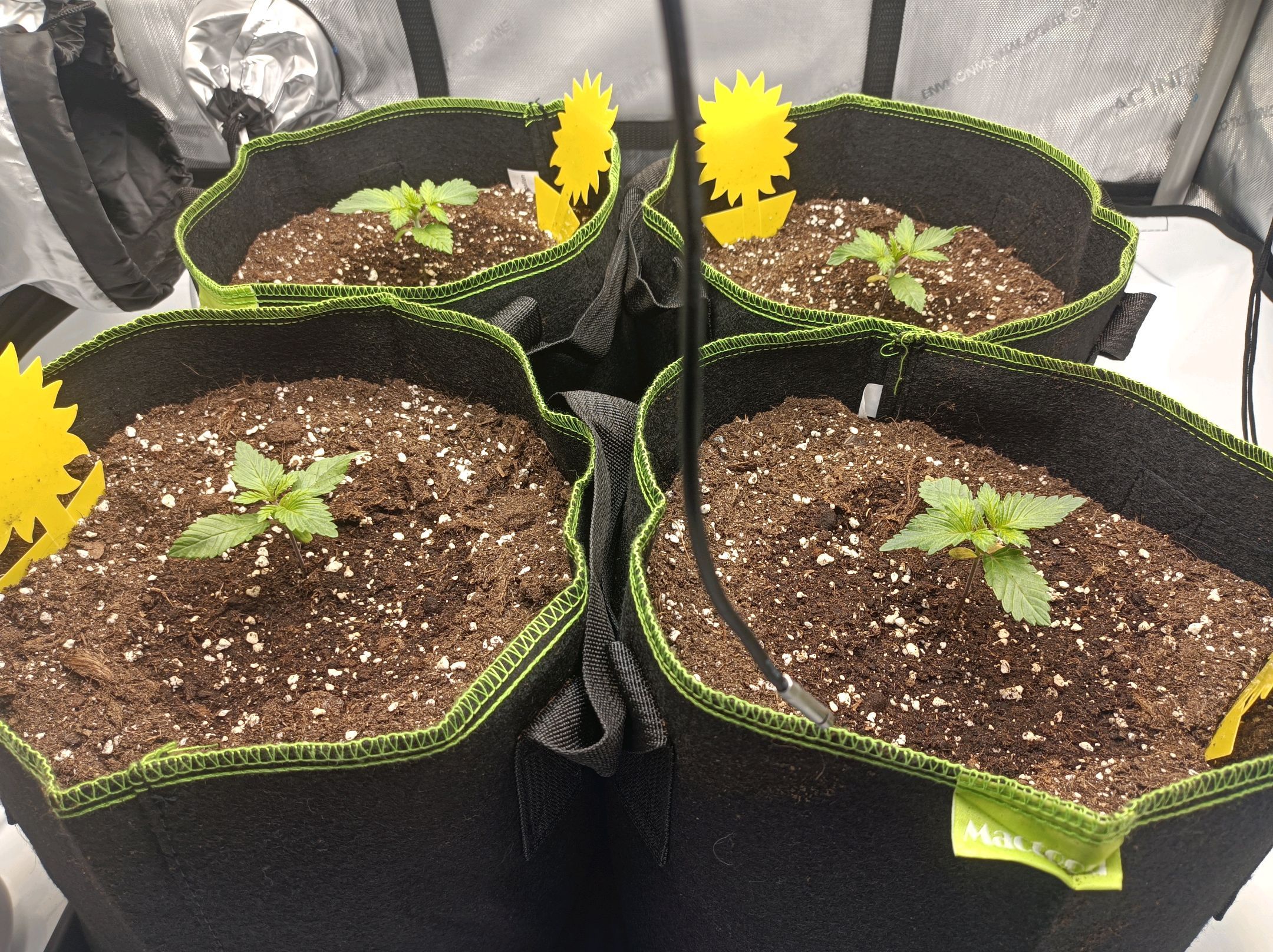 White Widow growlog photo 53