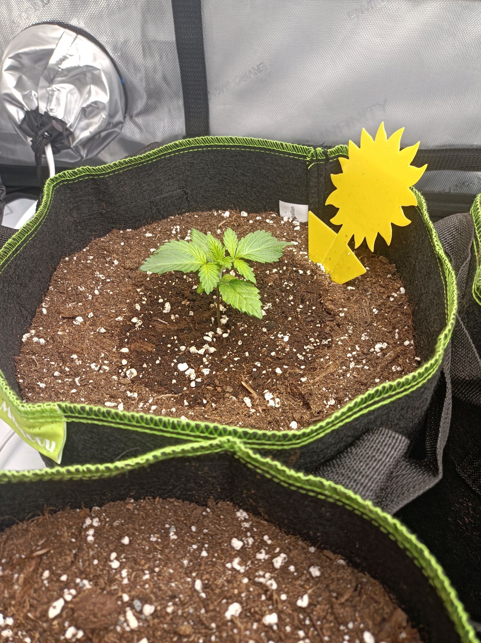 White Widow growlog photo 50