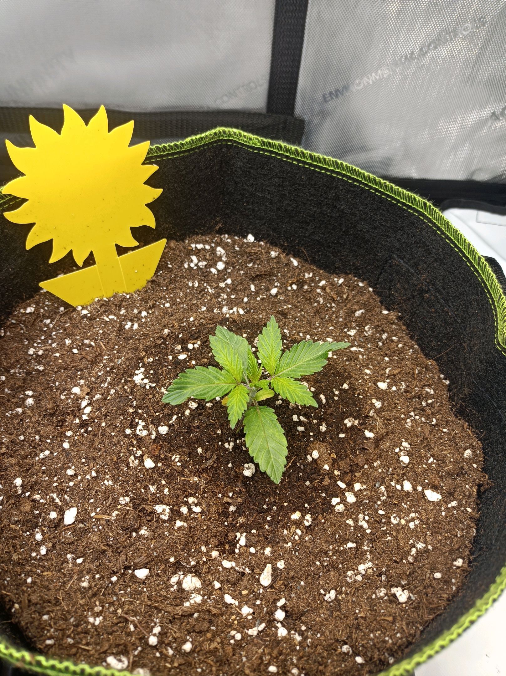 White Widow growlog photo 51