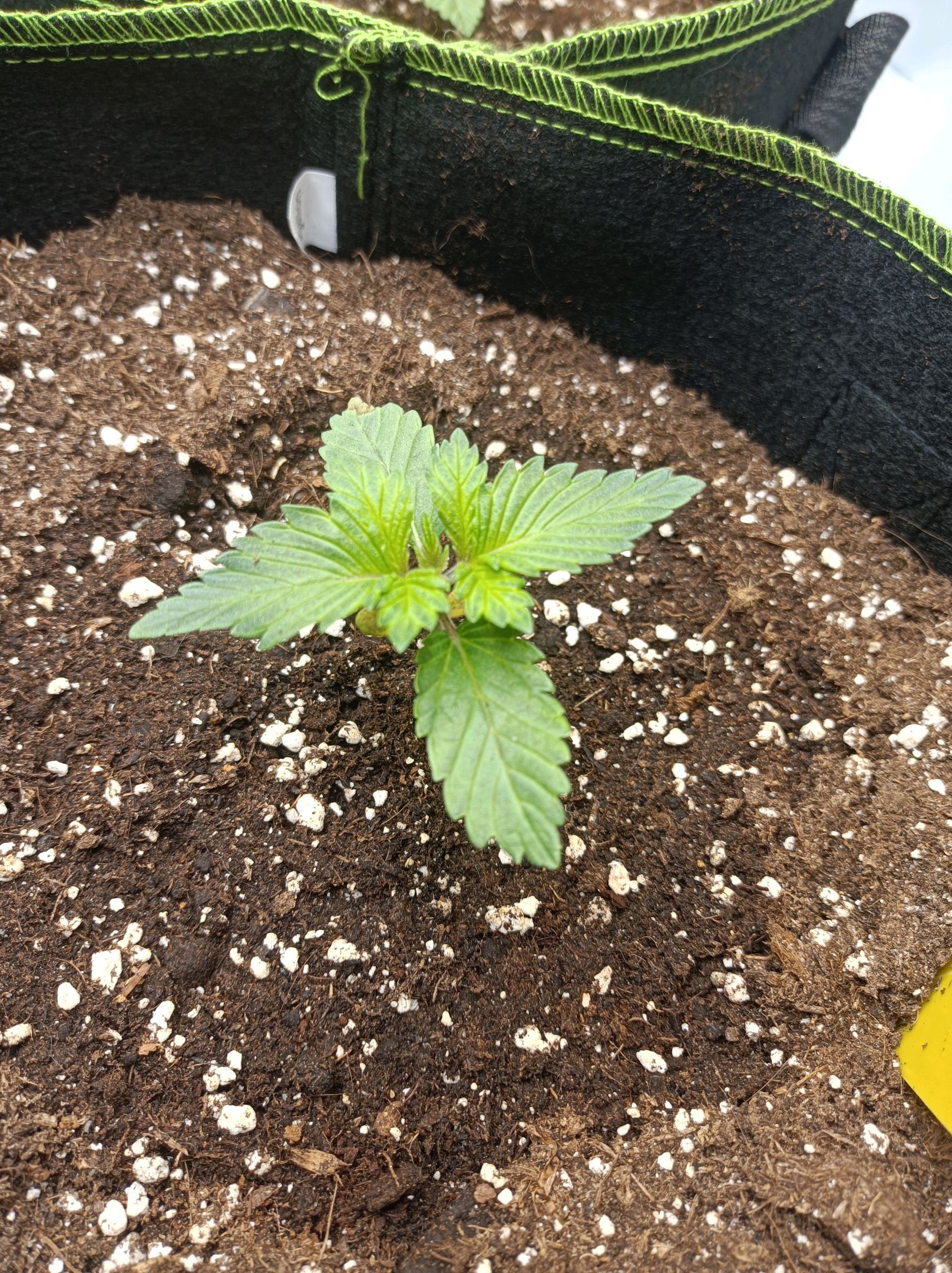 White Widow growlog photo 54