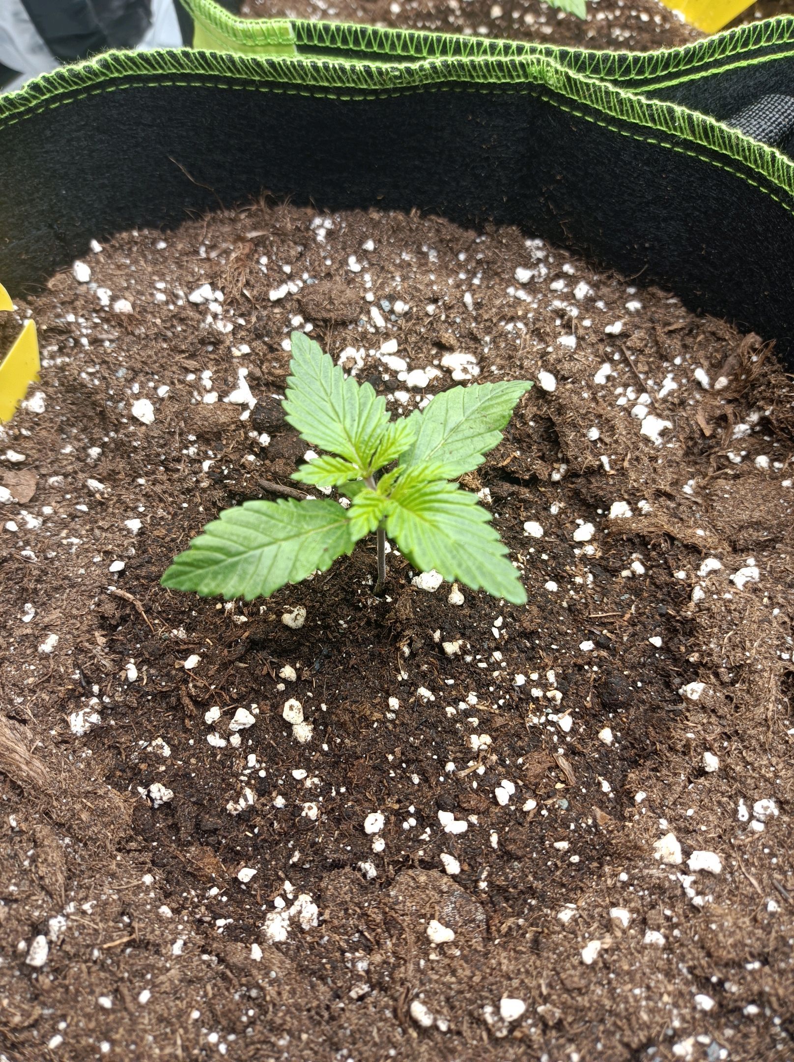 White Widow growlog photo 55