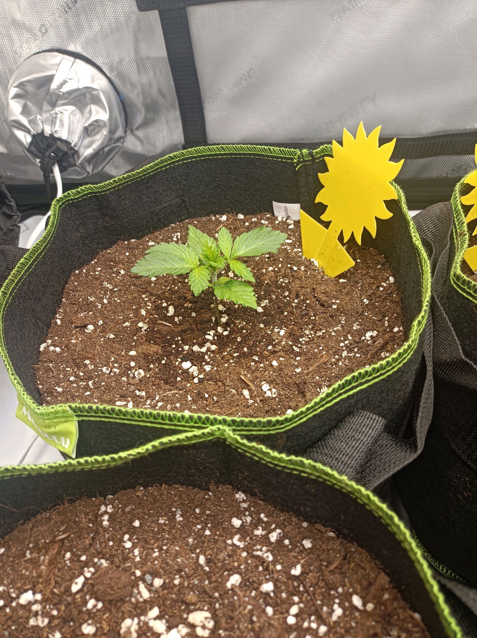 White Widow growlog photo 52