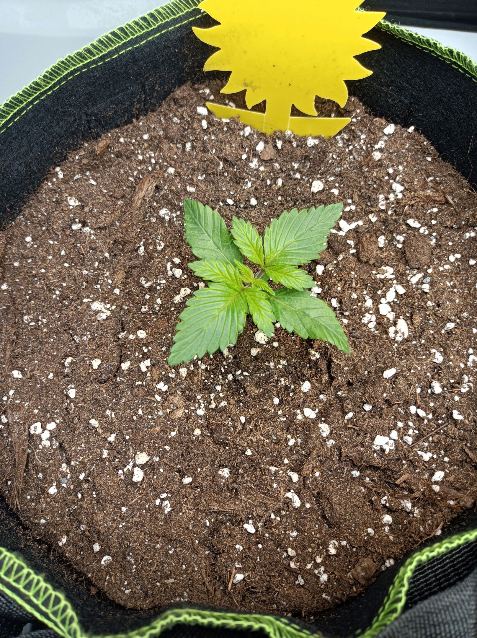 White Widow growlog photo 57