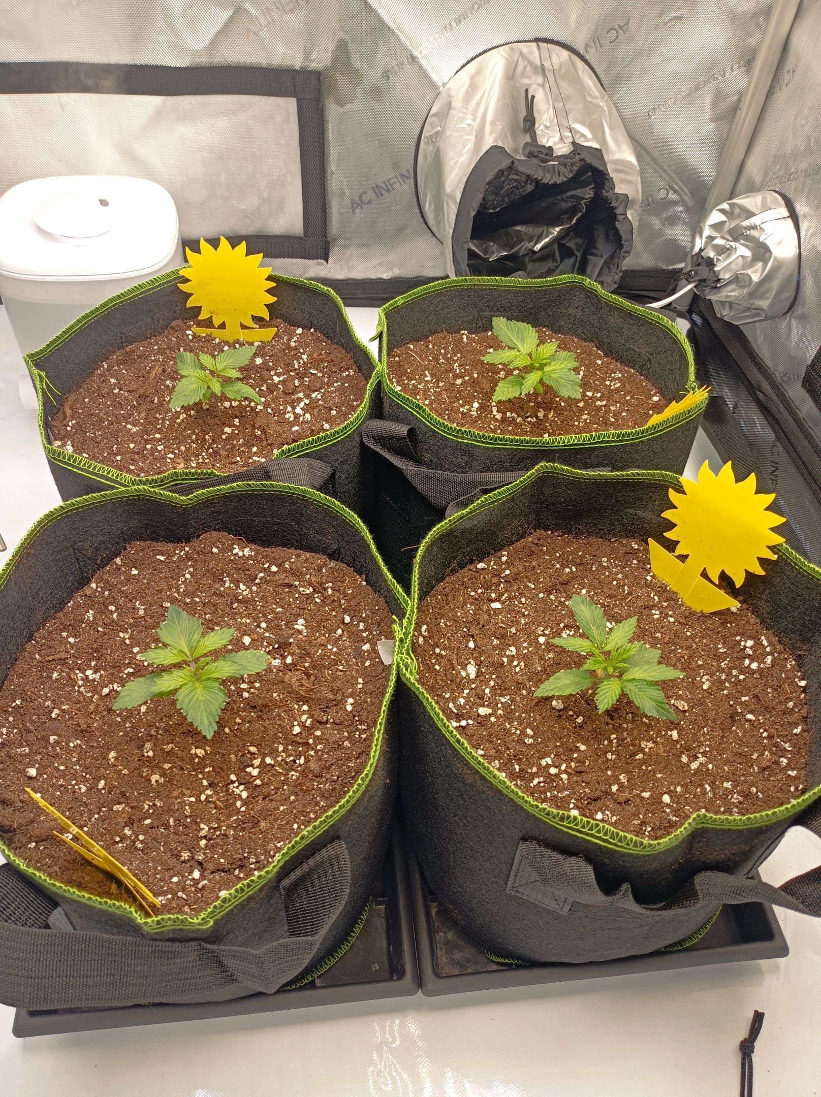 White Widow growlog photo 58