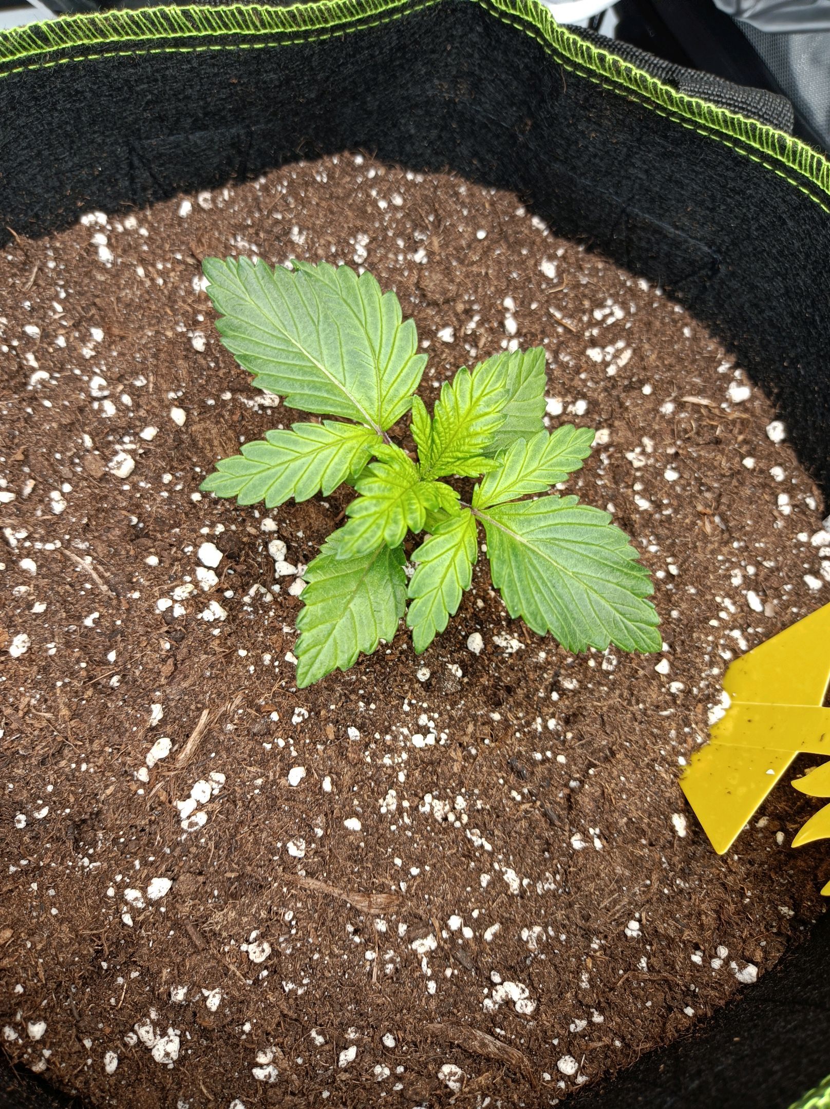 White Widow growlog photo 59