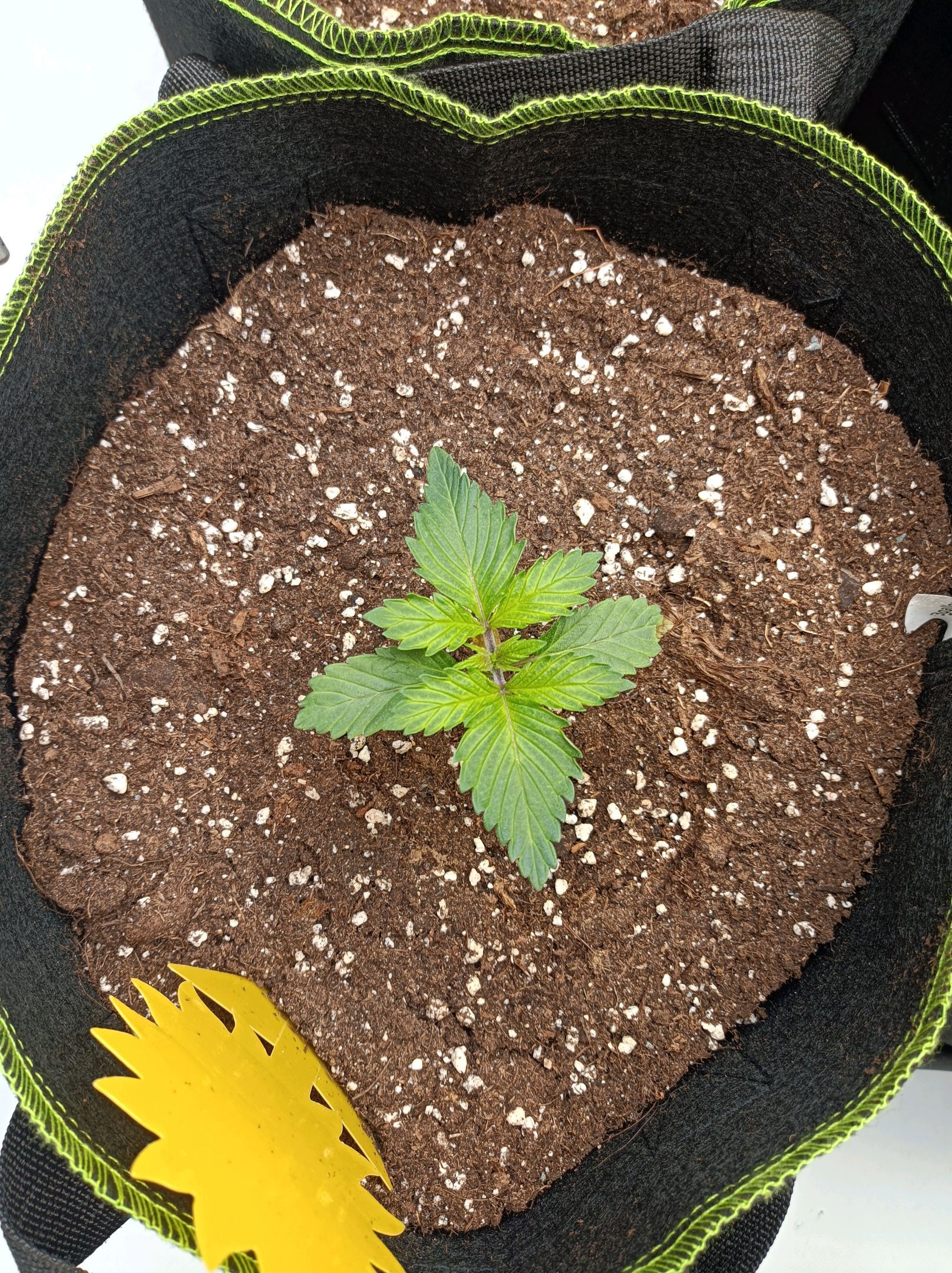 White Widow growlog photo 60