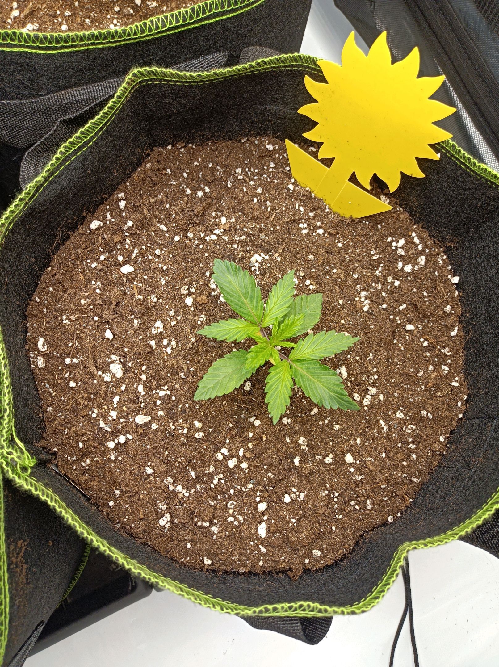 White Widow growlog photo 61