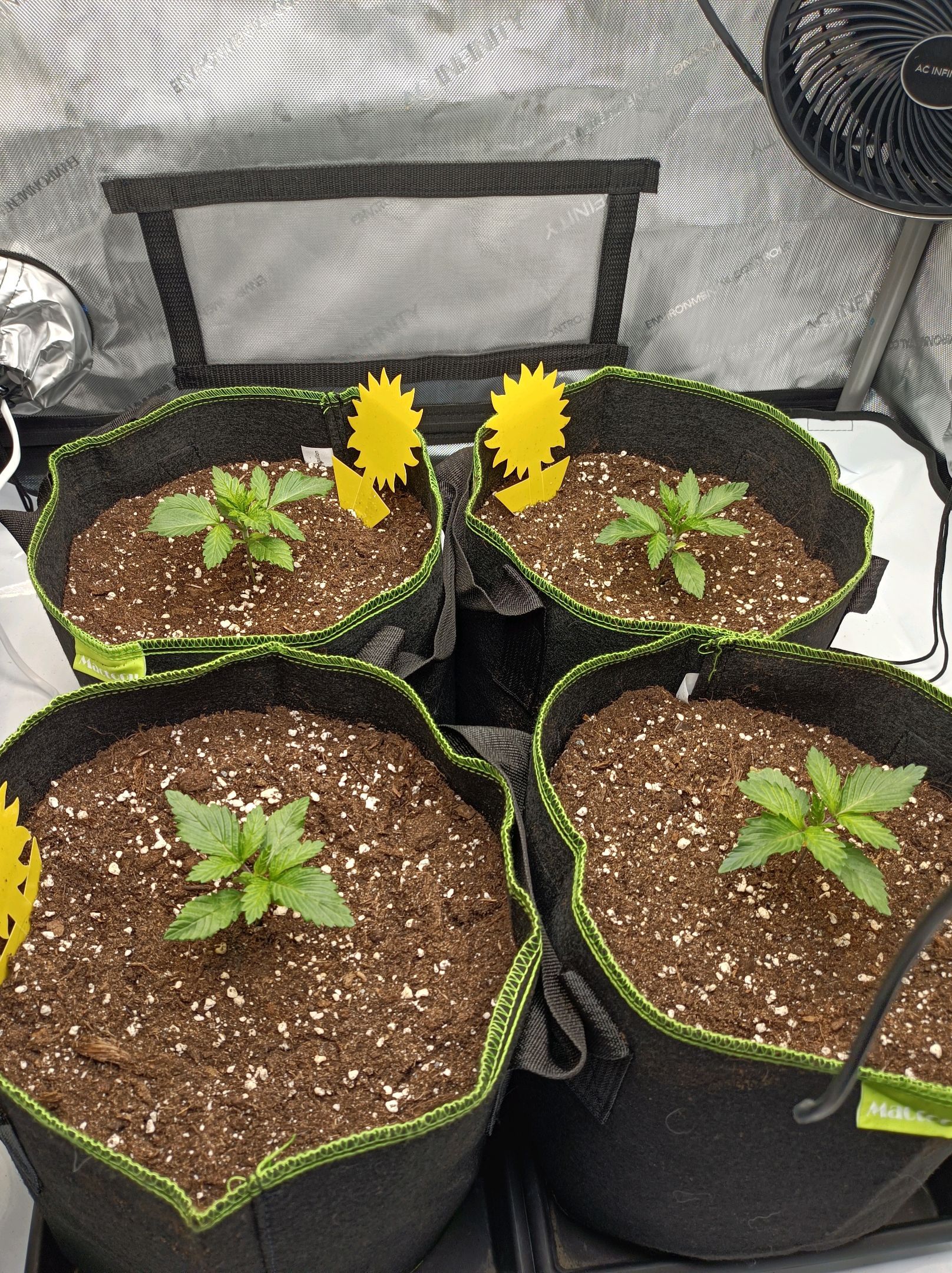 White Widow growlog photo 56