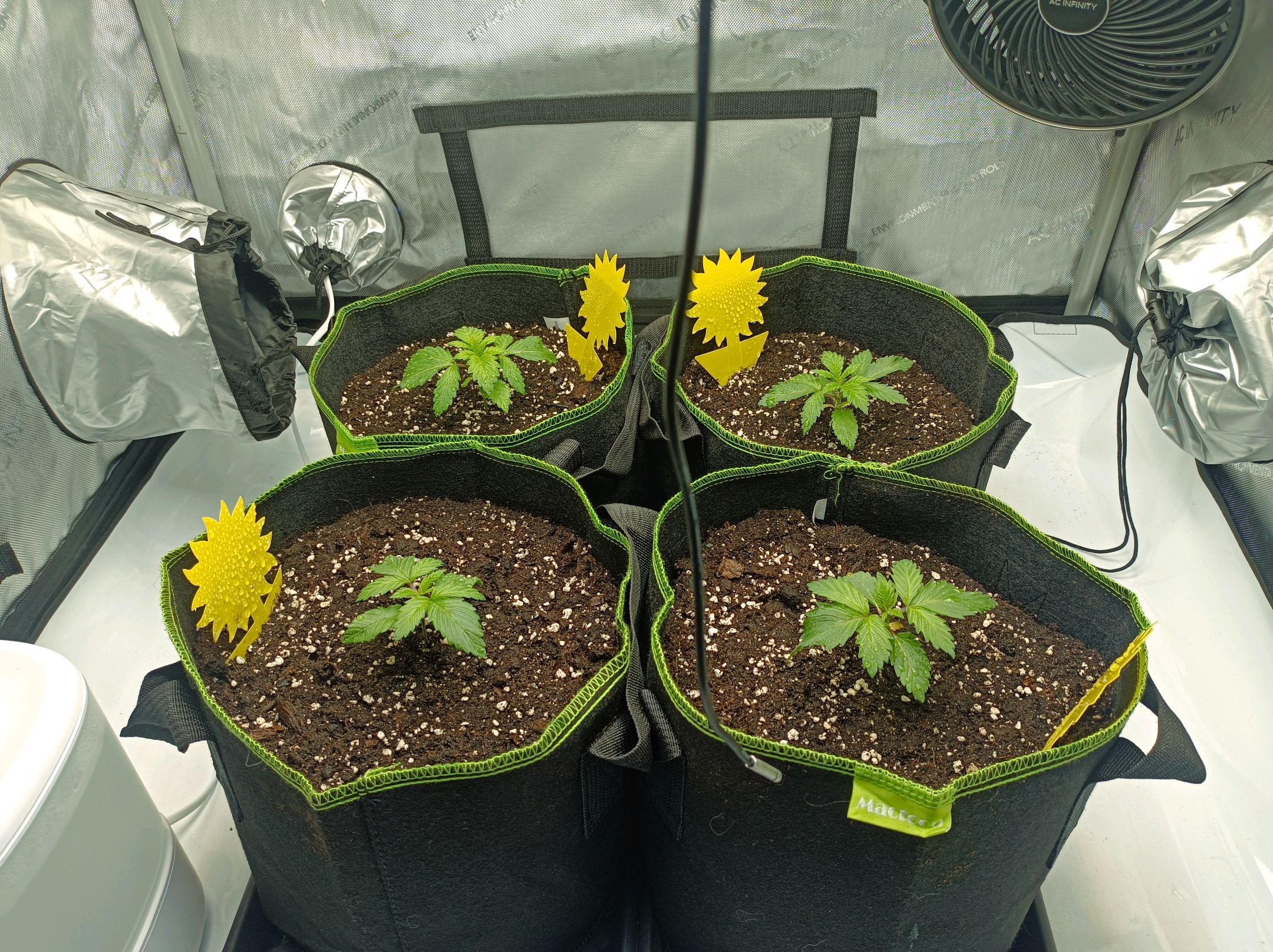 White Widow growlog photo 62