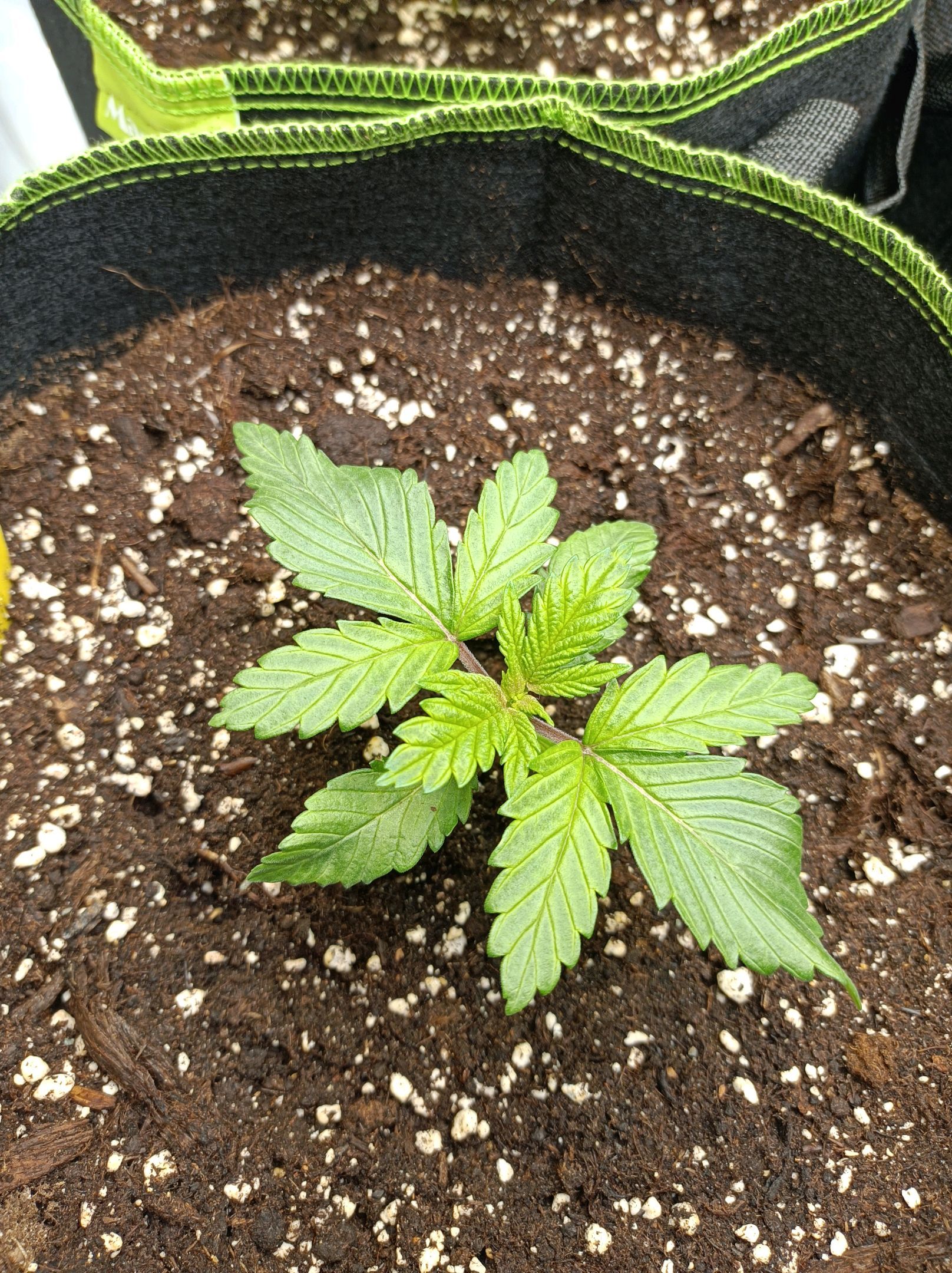 White Widow growlog photo 63