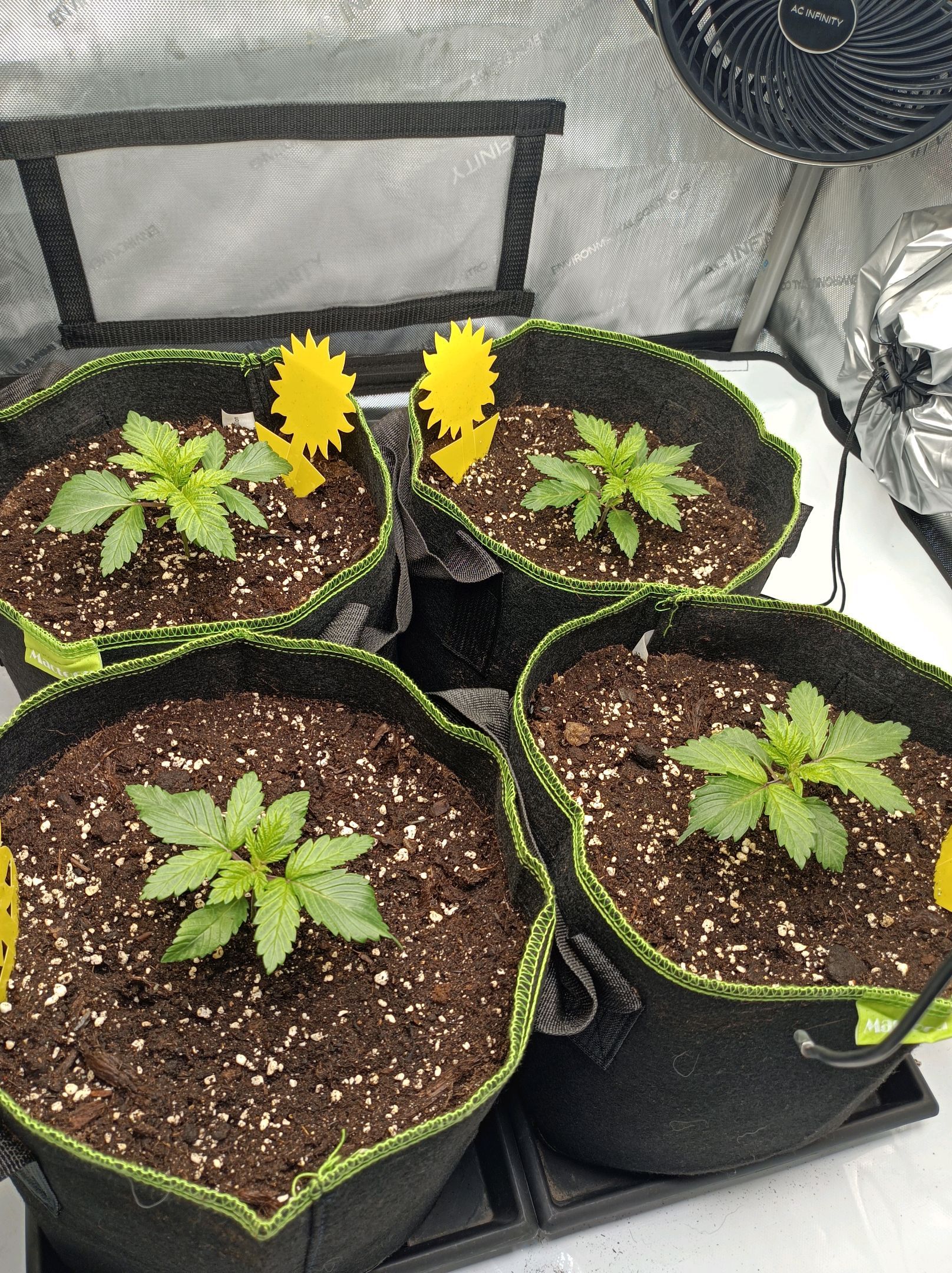 White Widow growlog photo 64