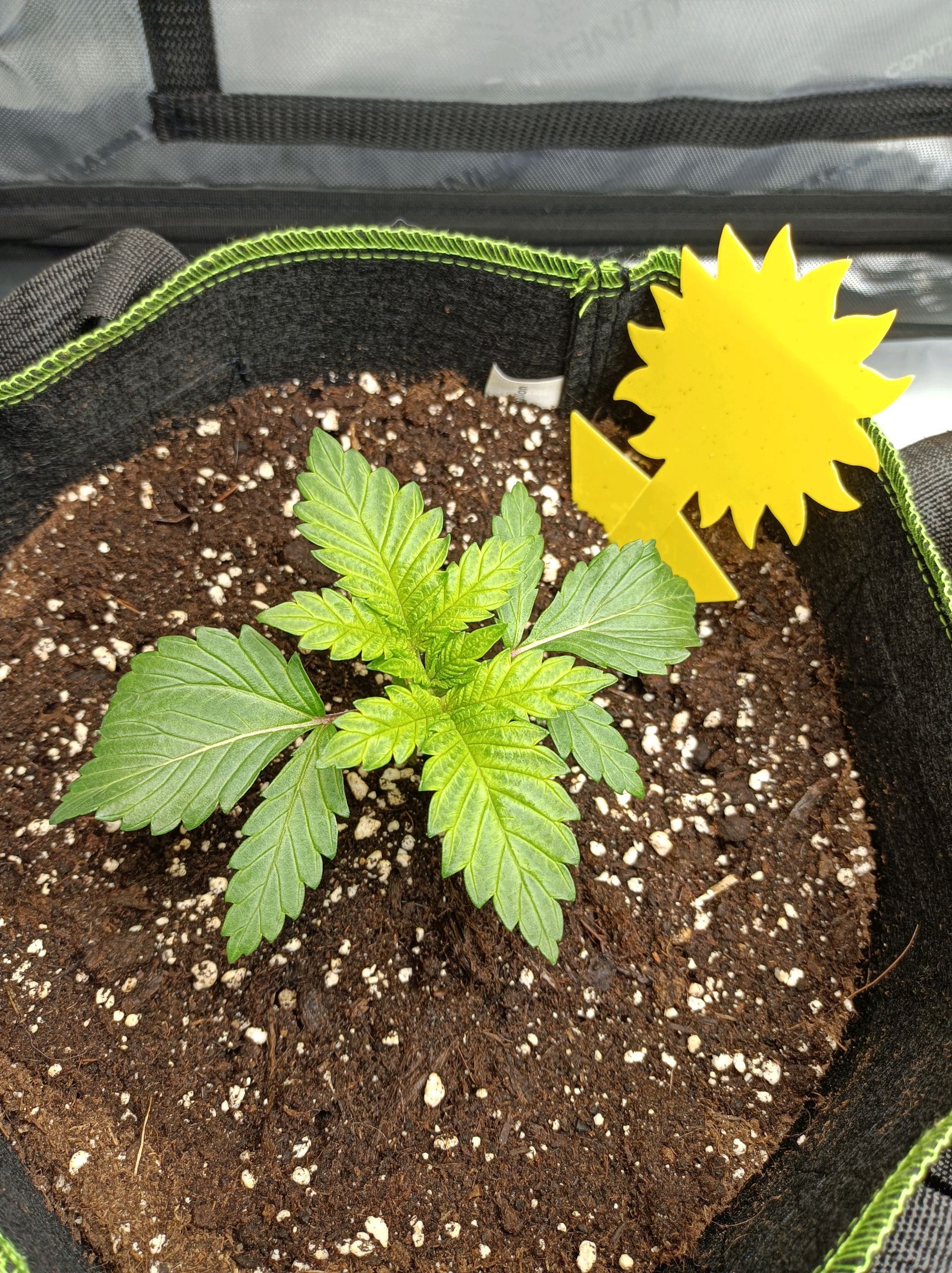 White Widow growlog photo 65