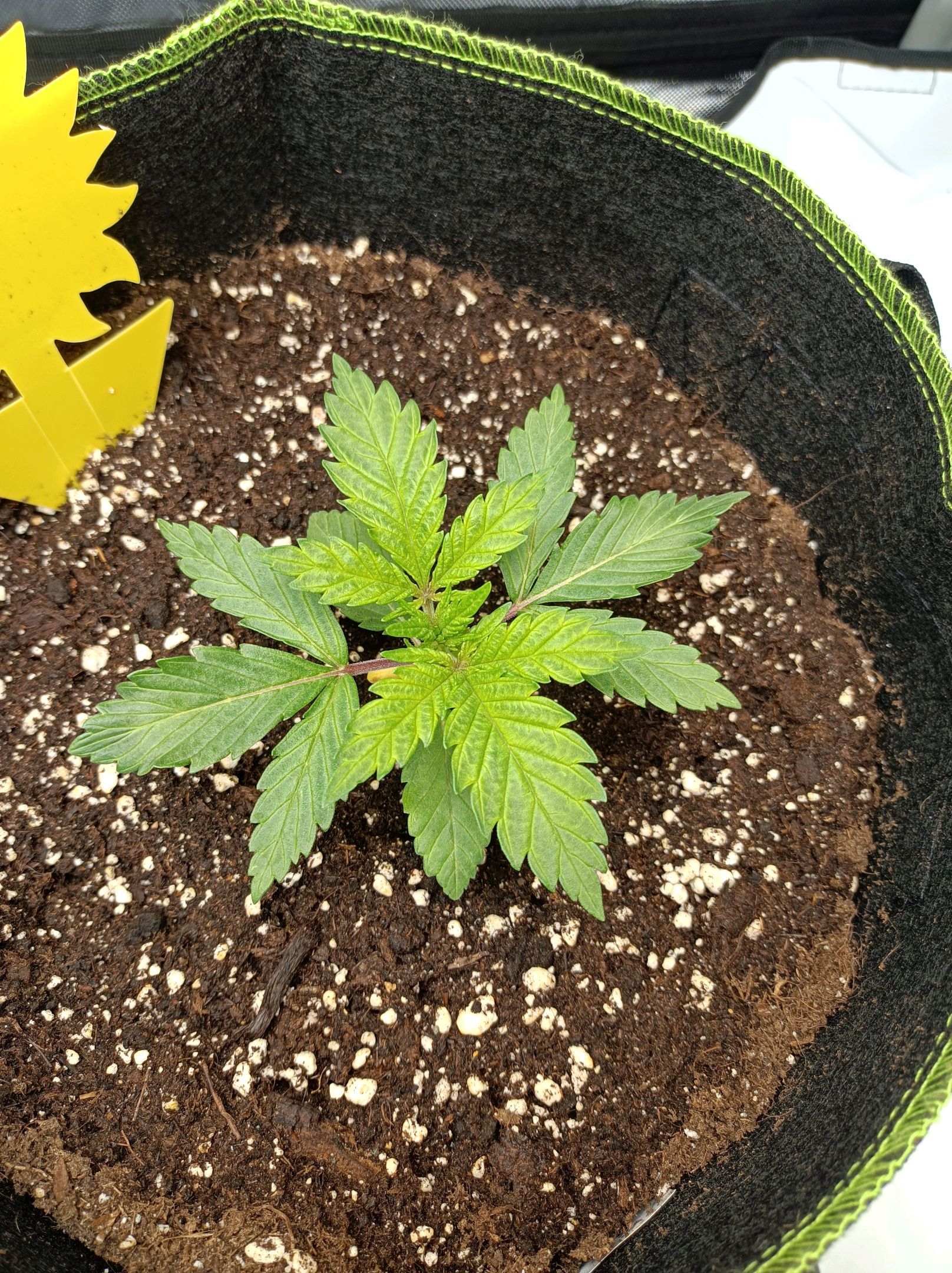 White Widow growlog photo 66