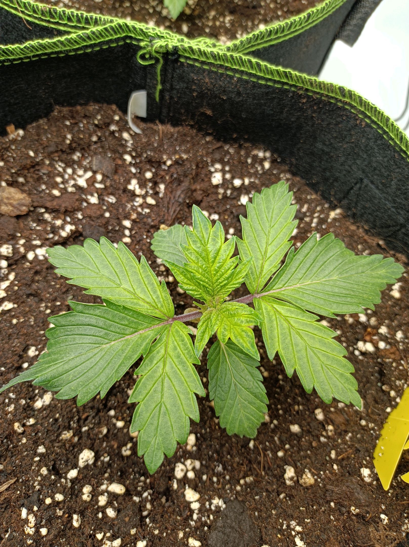 White Widow growlog photo 67