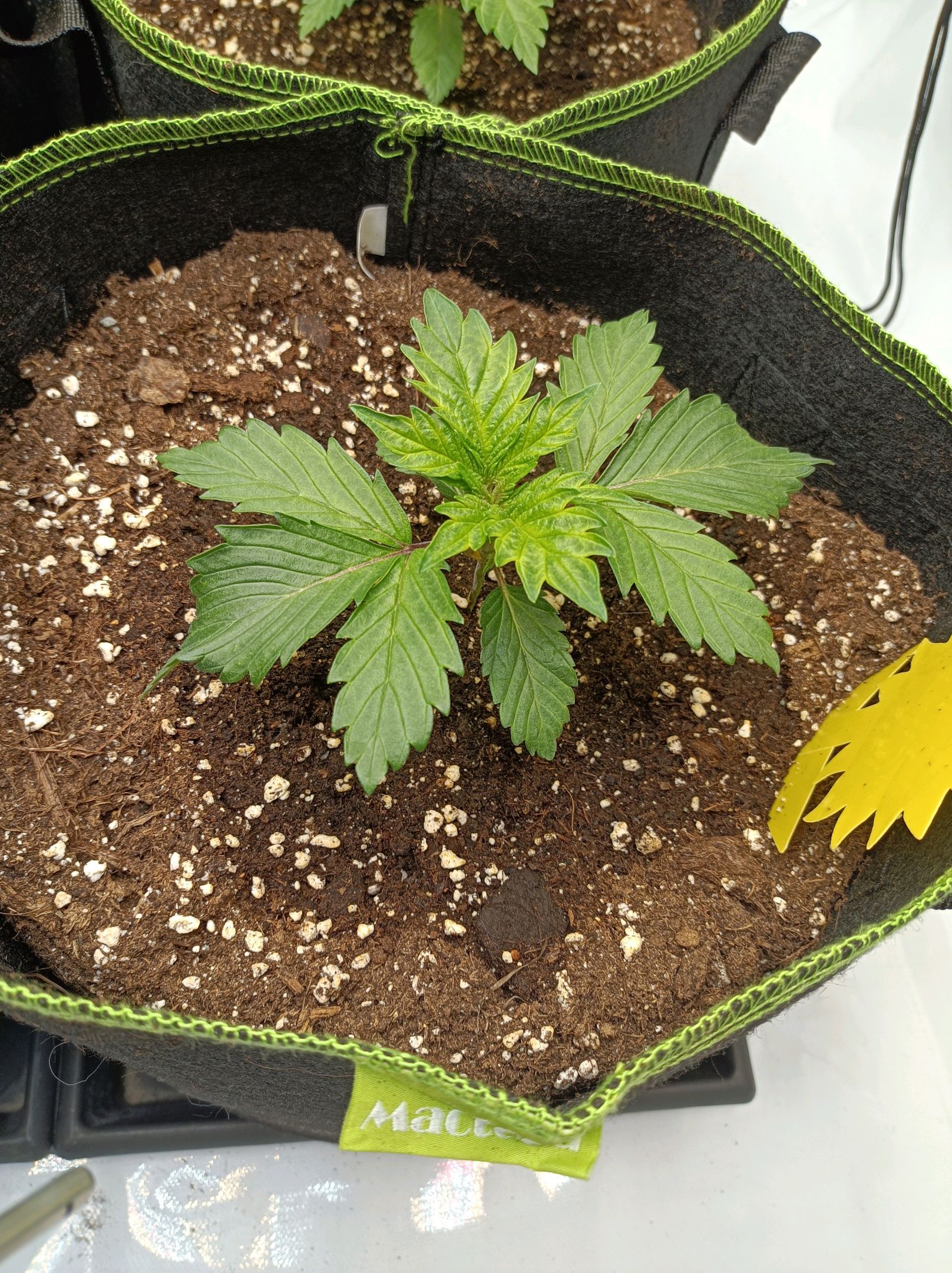 White Widow growlog photo 68