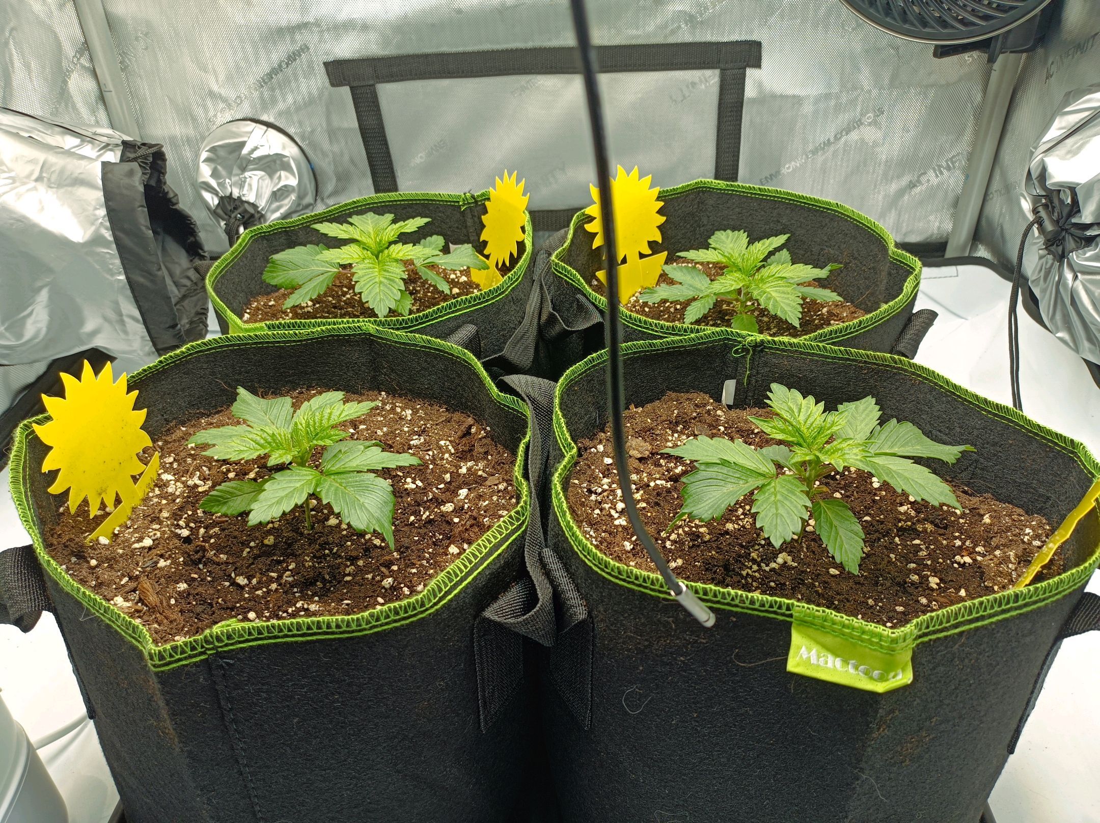 White Widow growlog photo 69