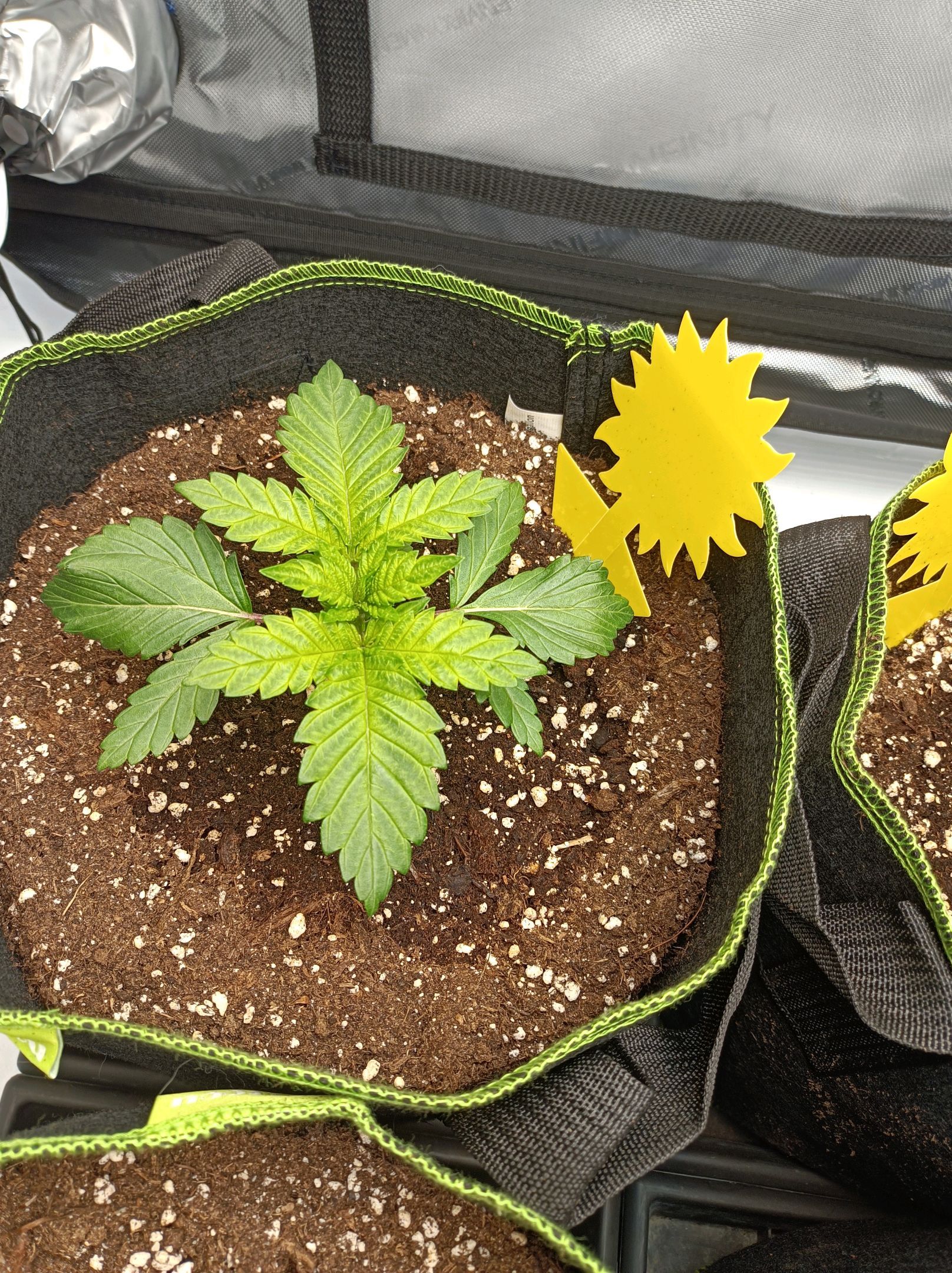 White Widow growlog photo 70