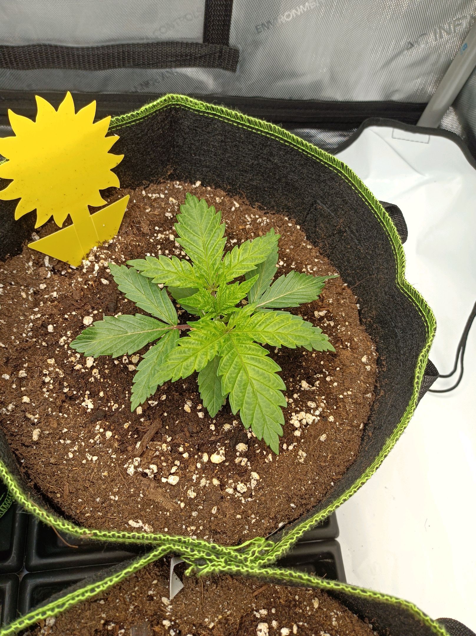 White Widow growlog photo 71