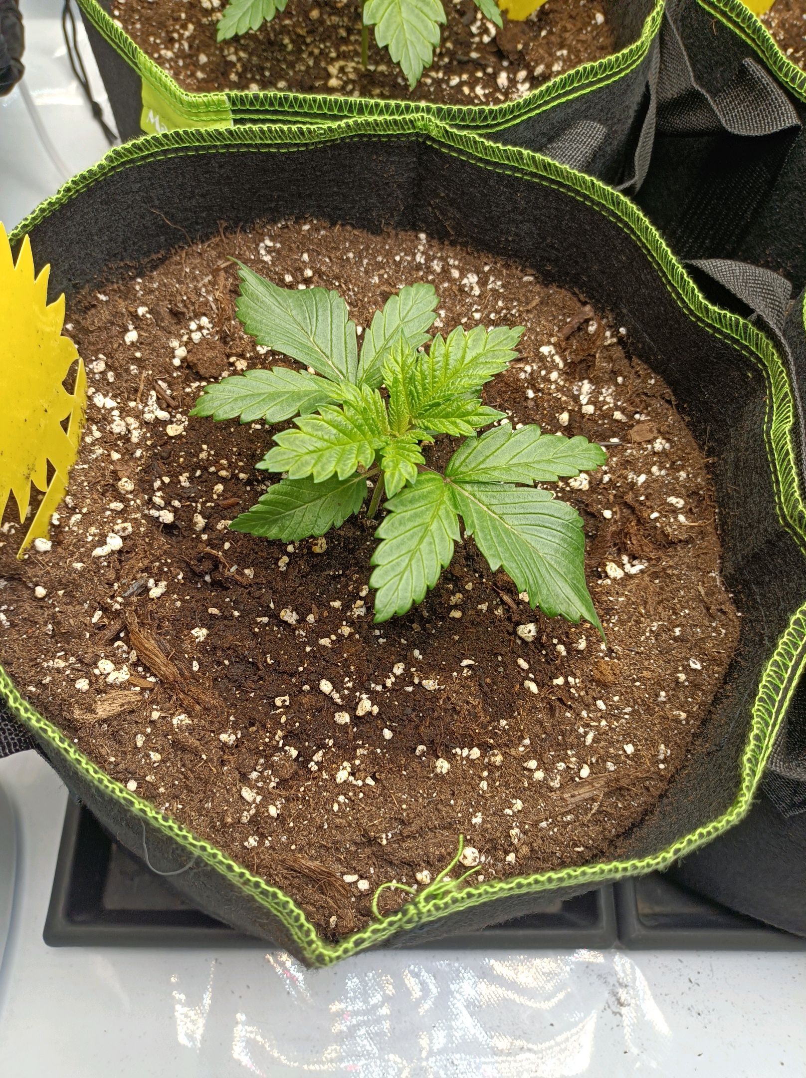 White Widow growlog photo 72