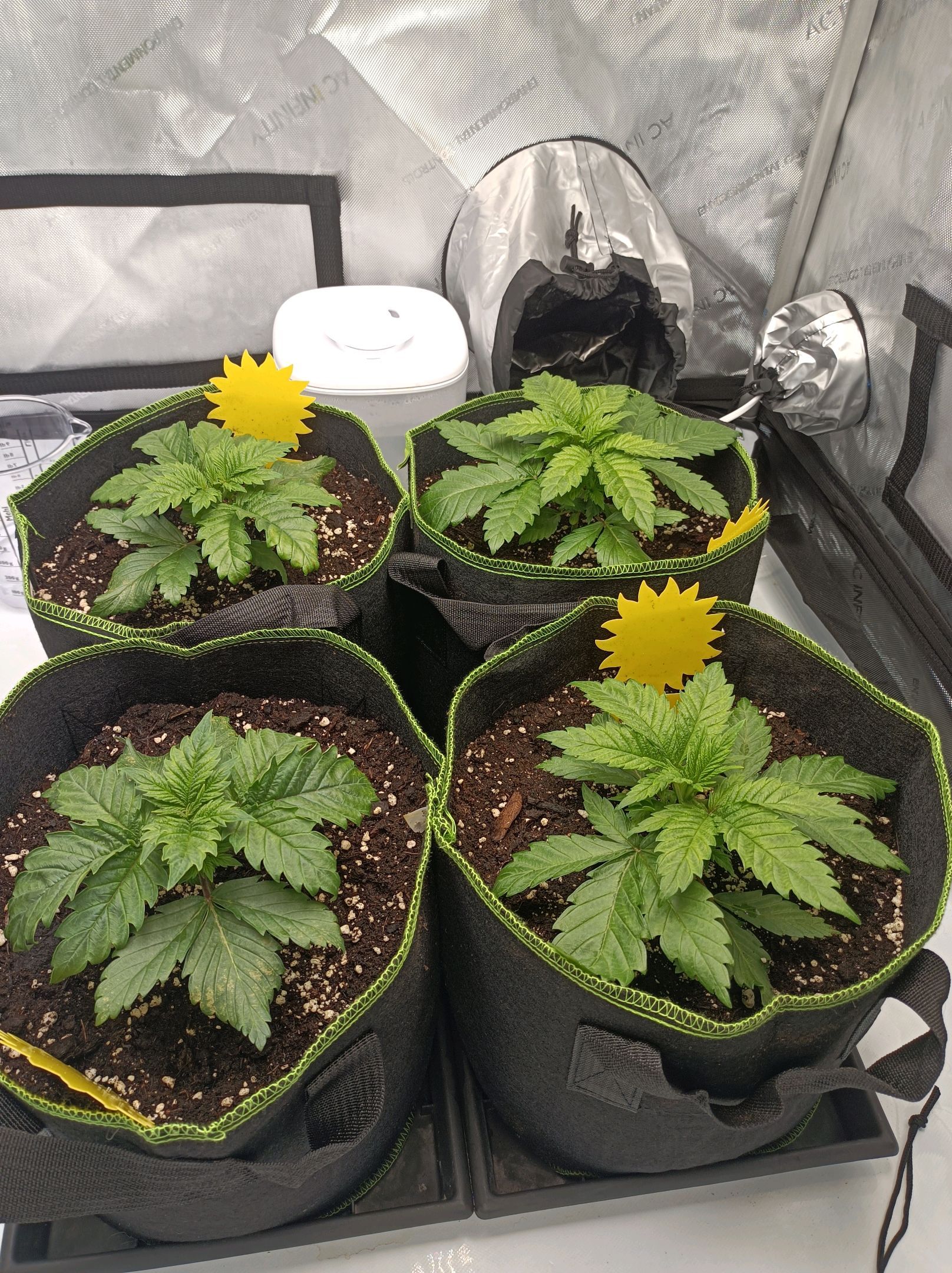 White Widow growlog photo 73