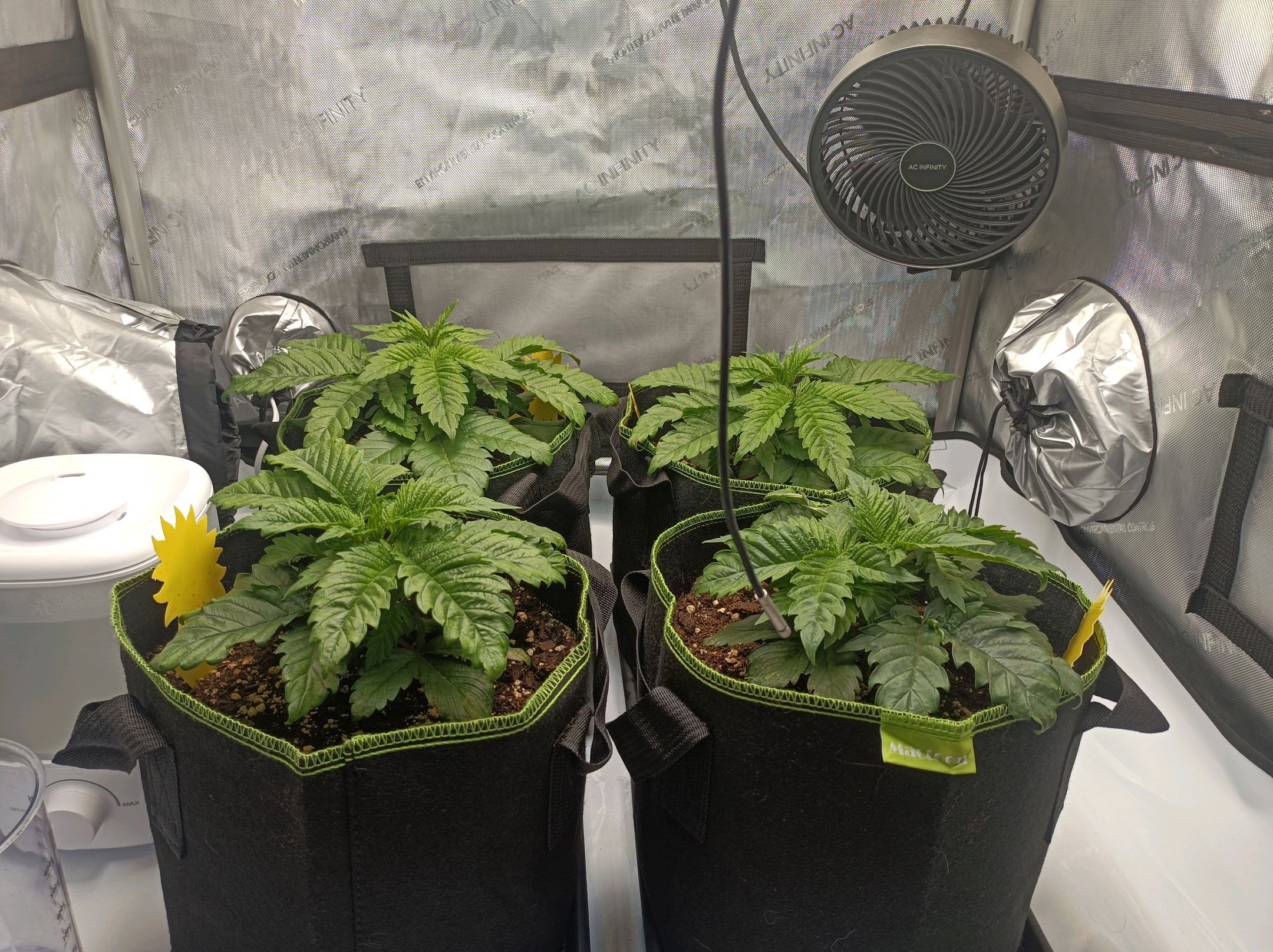 White Widow growlog photo 75