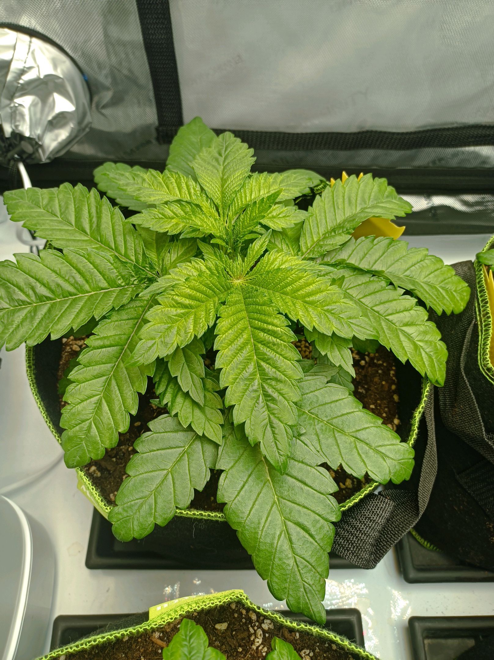 White Widow growlog photo 74