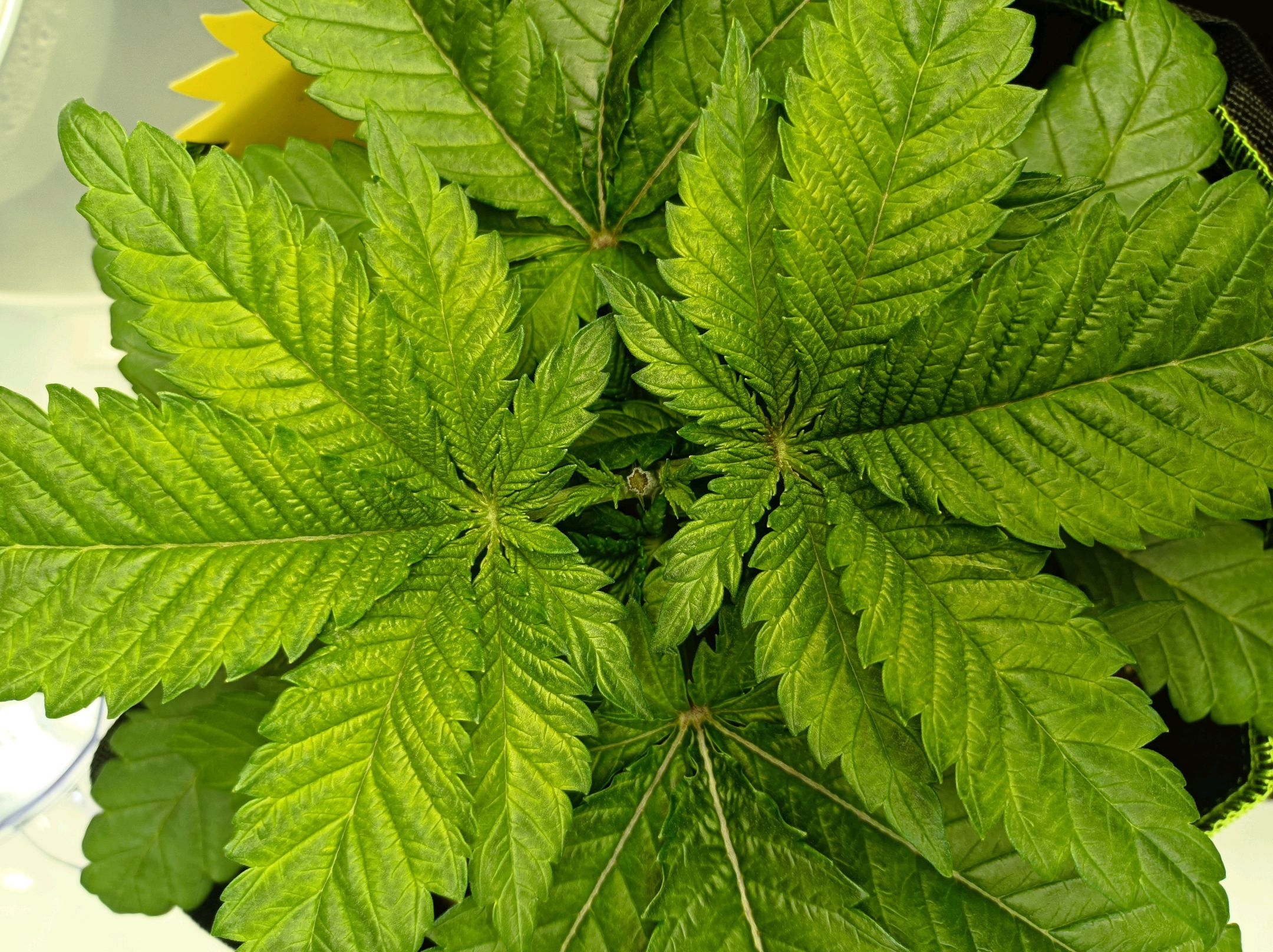 White Widow growlog photo 76