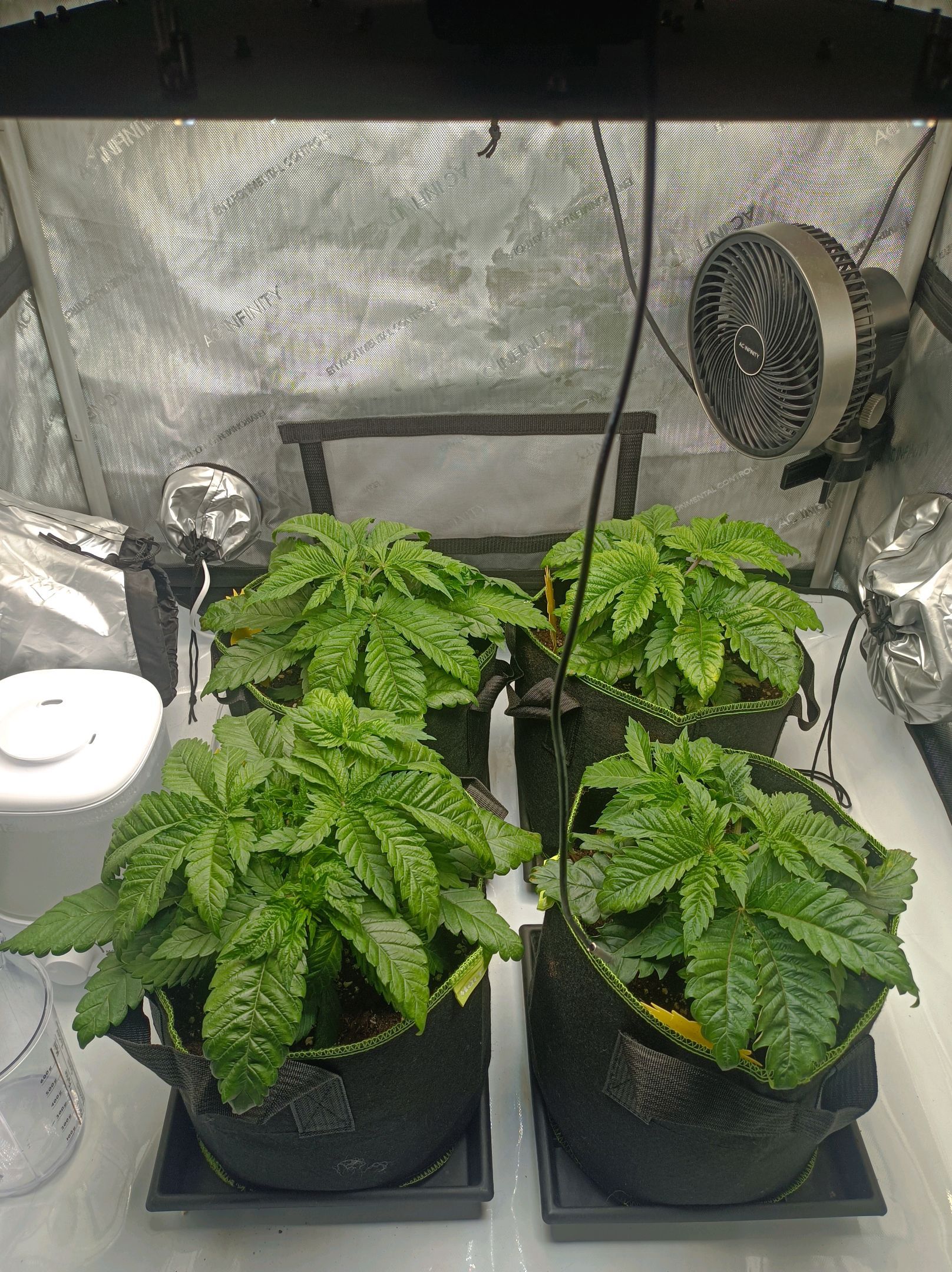 White Widow growlog photo 78