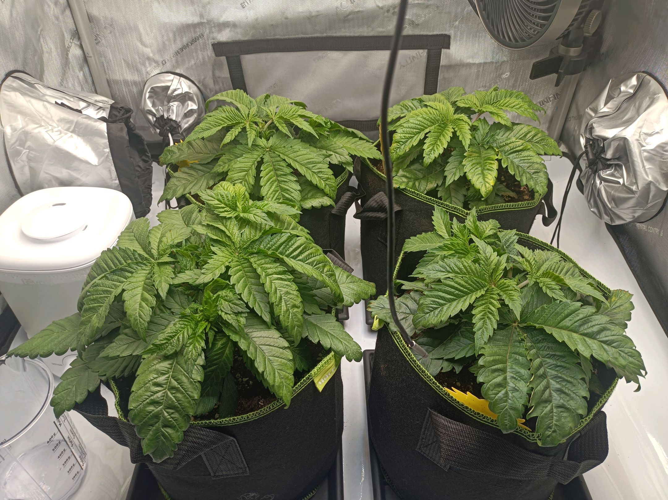 White Widow growlog photo 77