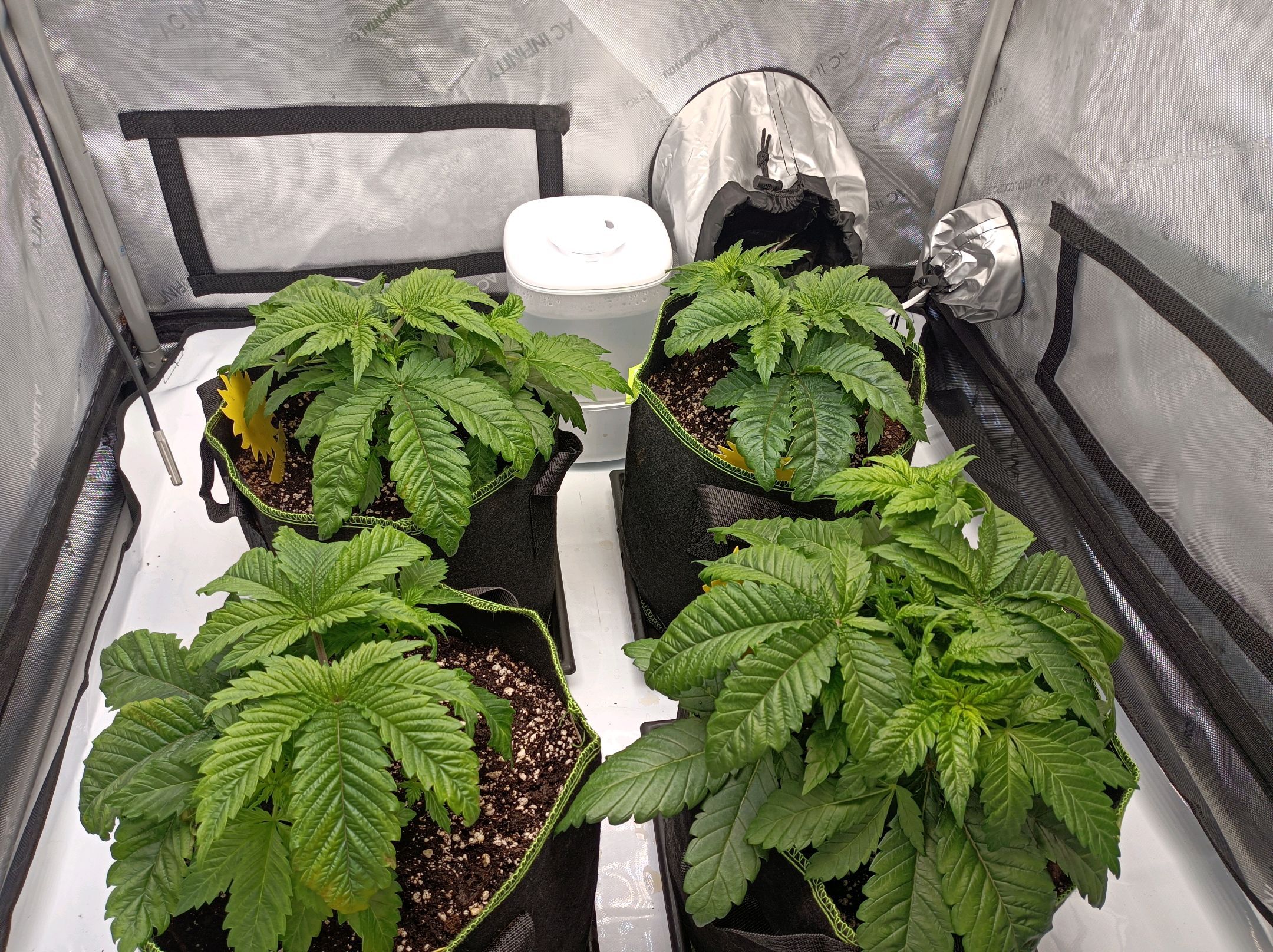 White Widow growlog photo 79