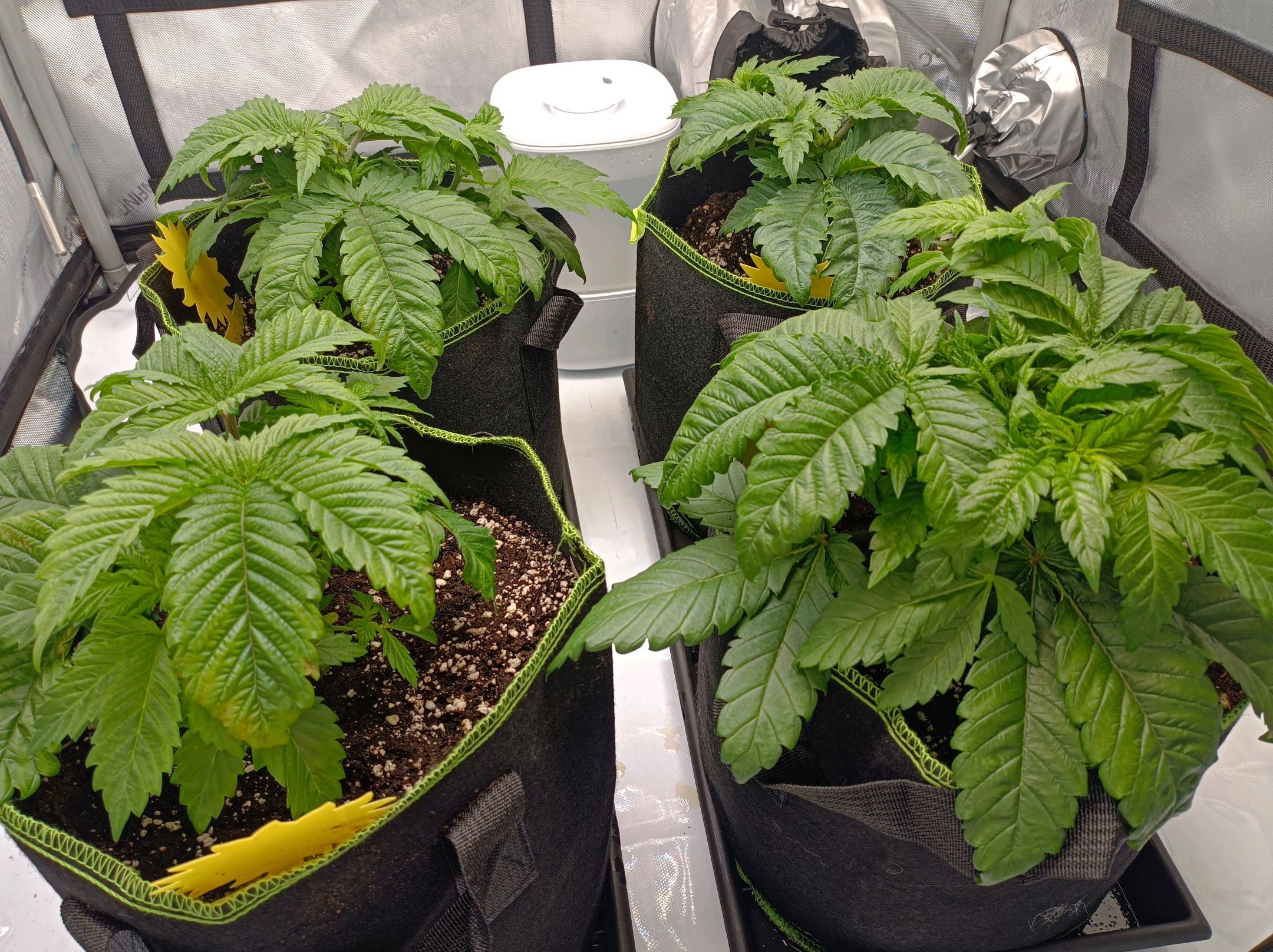 White Widow growlog photo 80