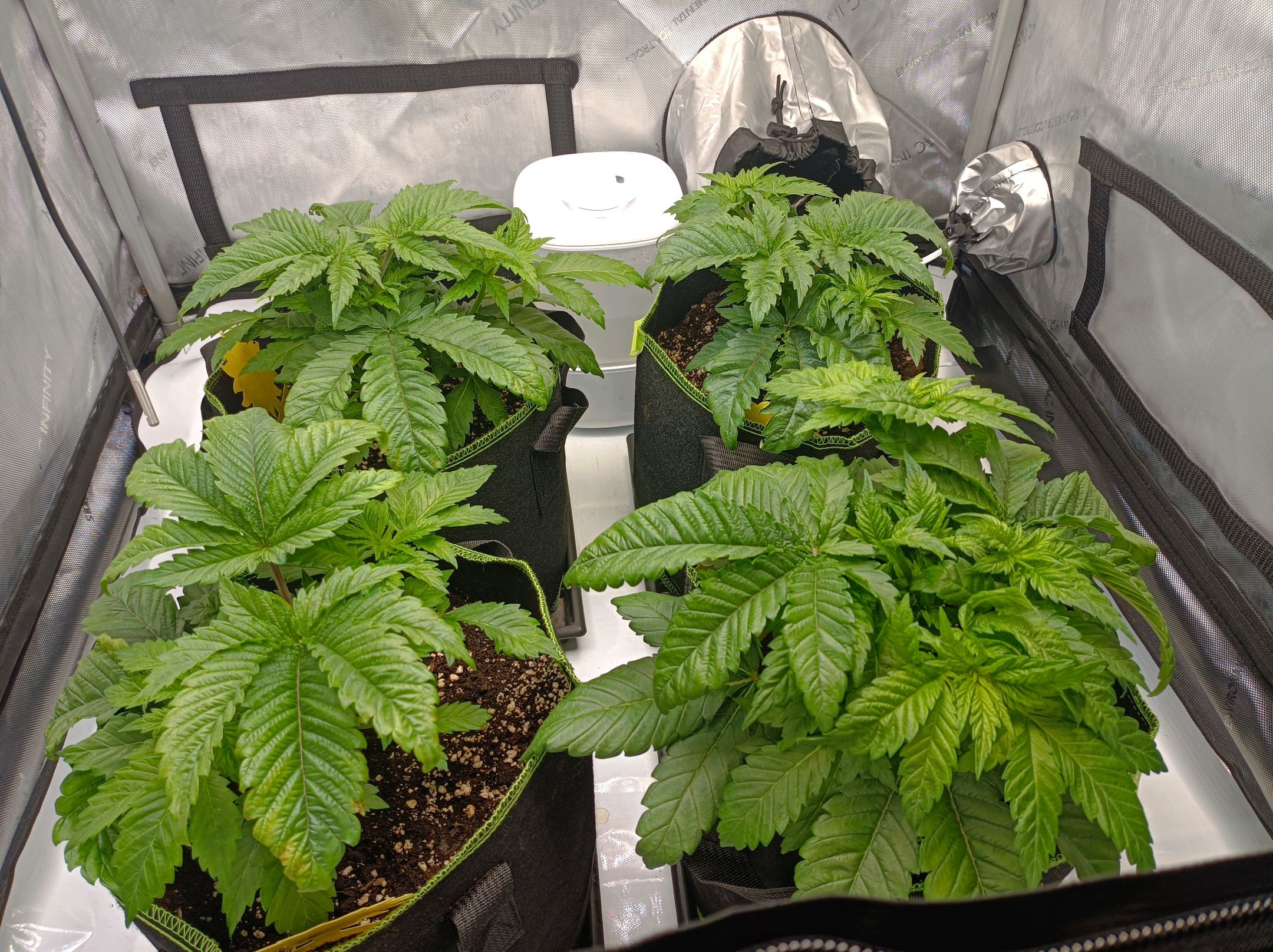 White Widow growlog photo 81