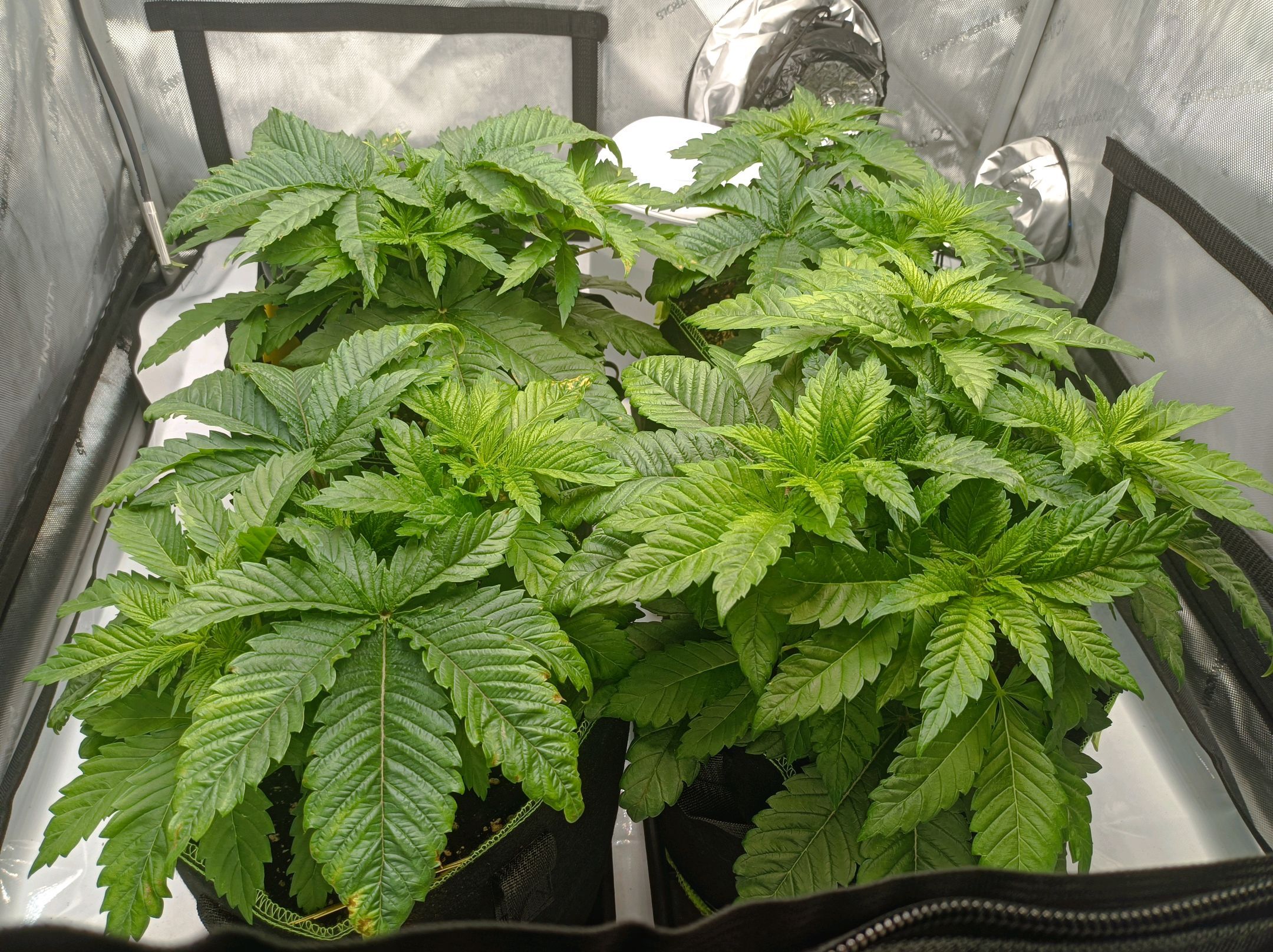 White Widow growlog photo 82