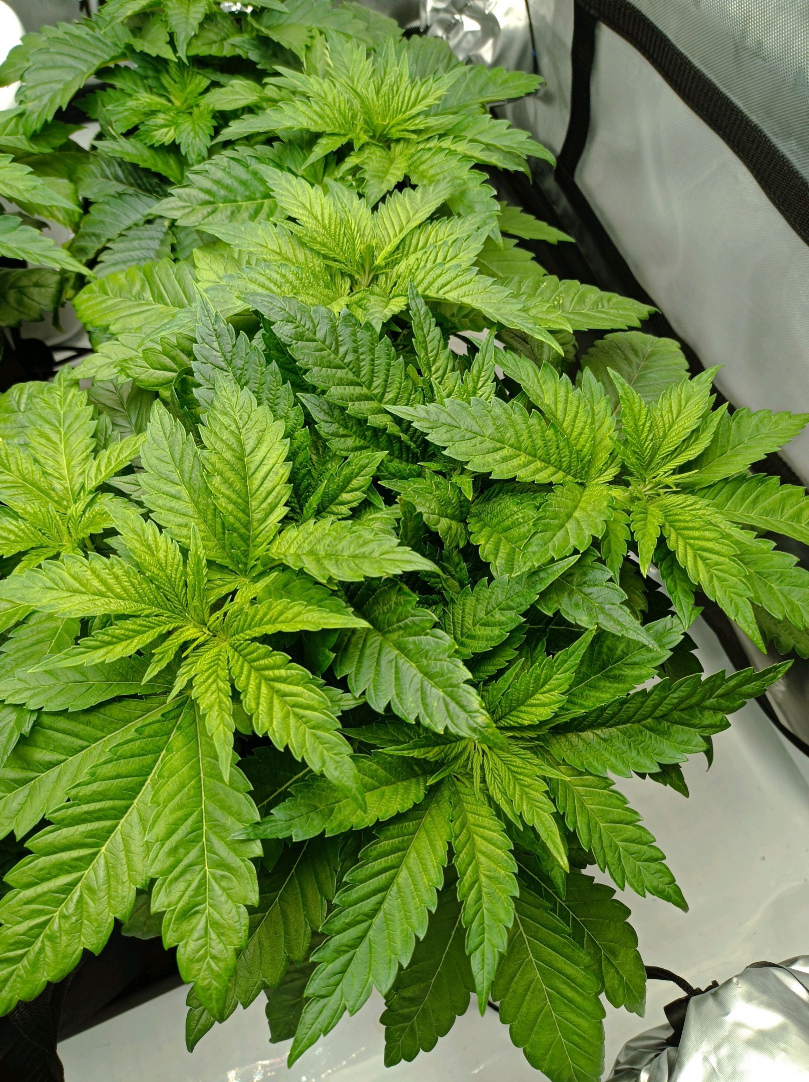 White Widow growlog photo 83