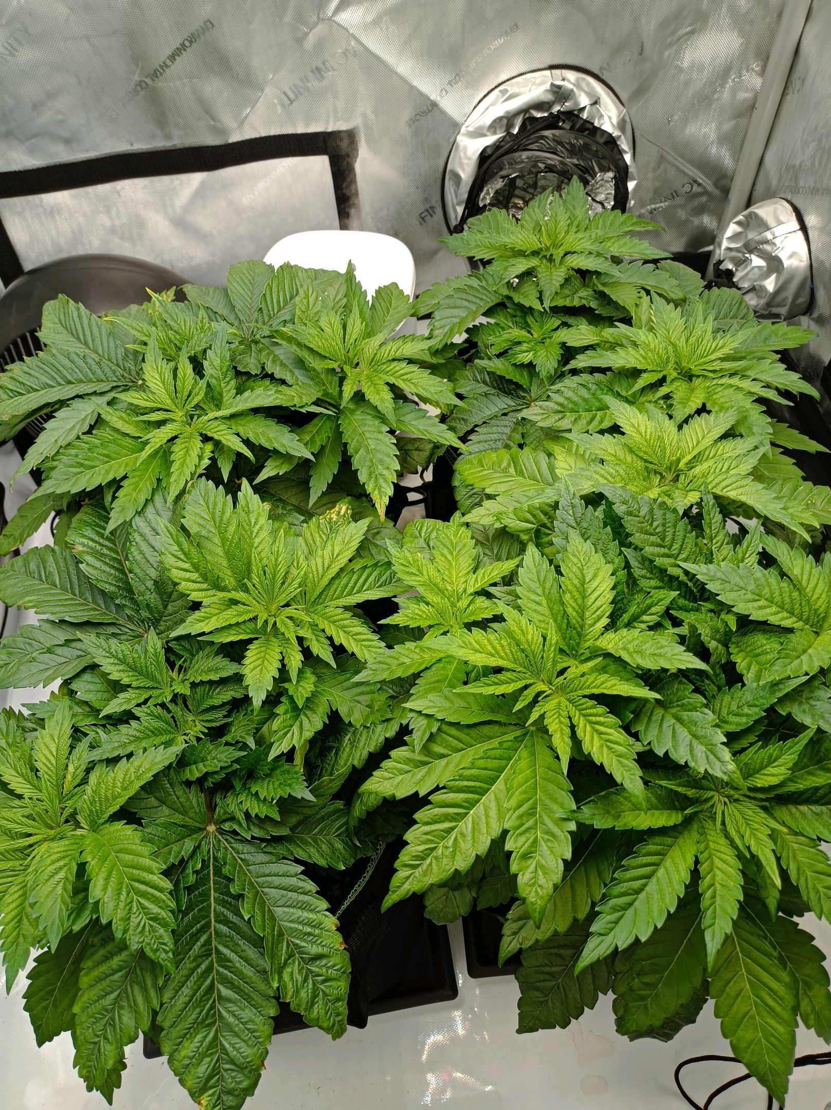 White Widow growlog photo 84