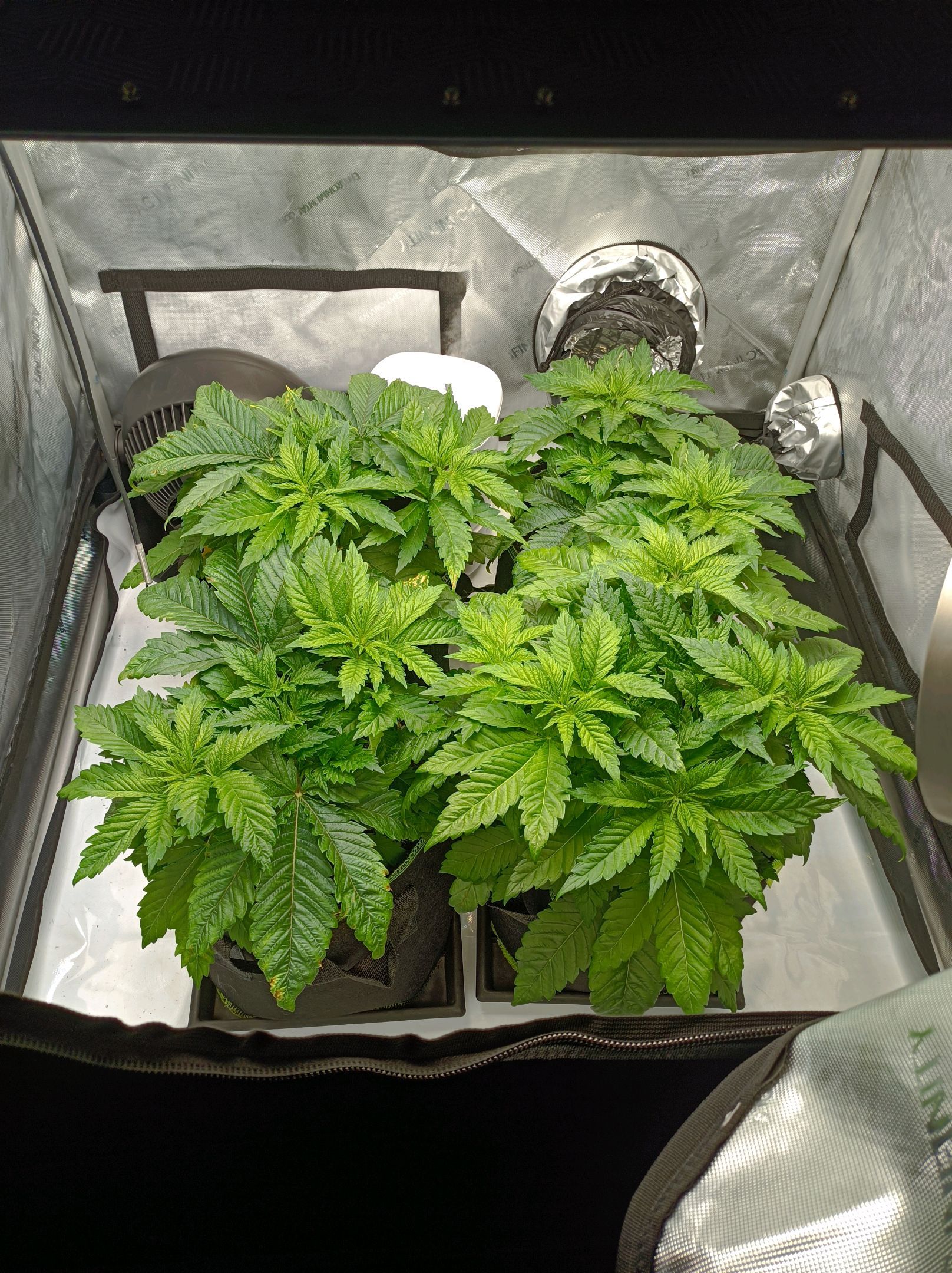 White Widow growlog photo 85