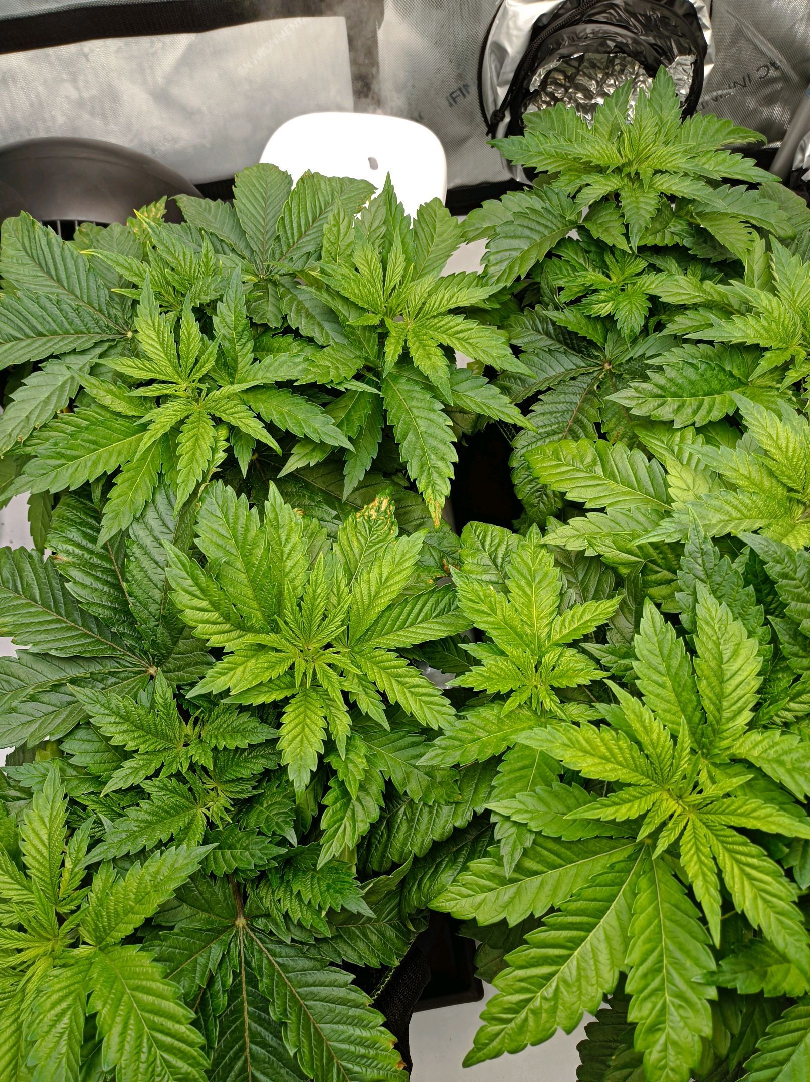 White Widow growlog photo 86